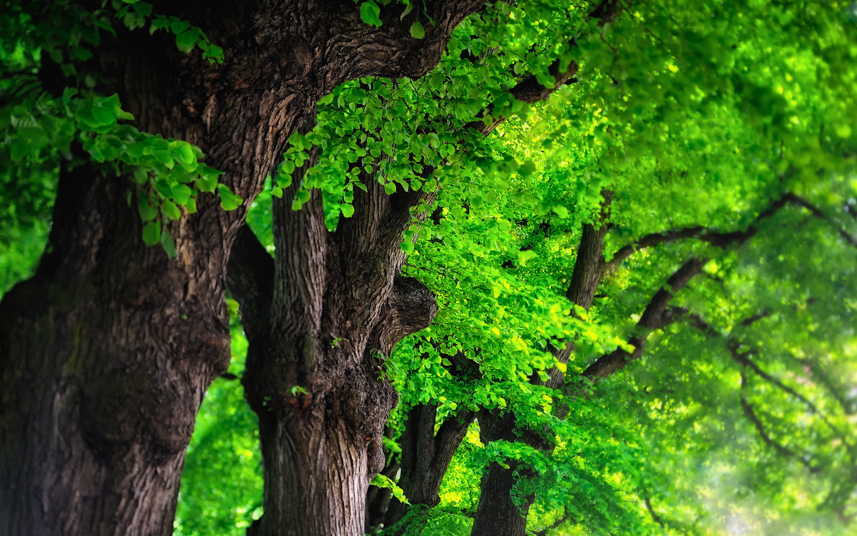 Large trees with green leaves HD Wallpaper