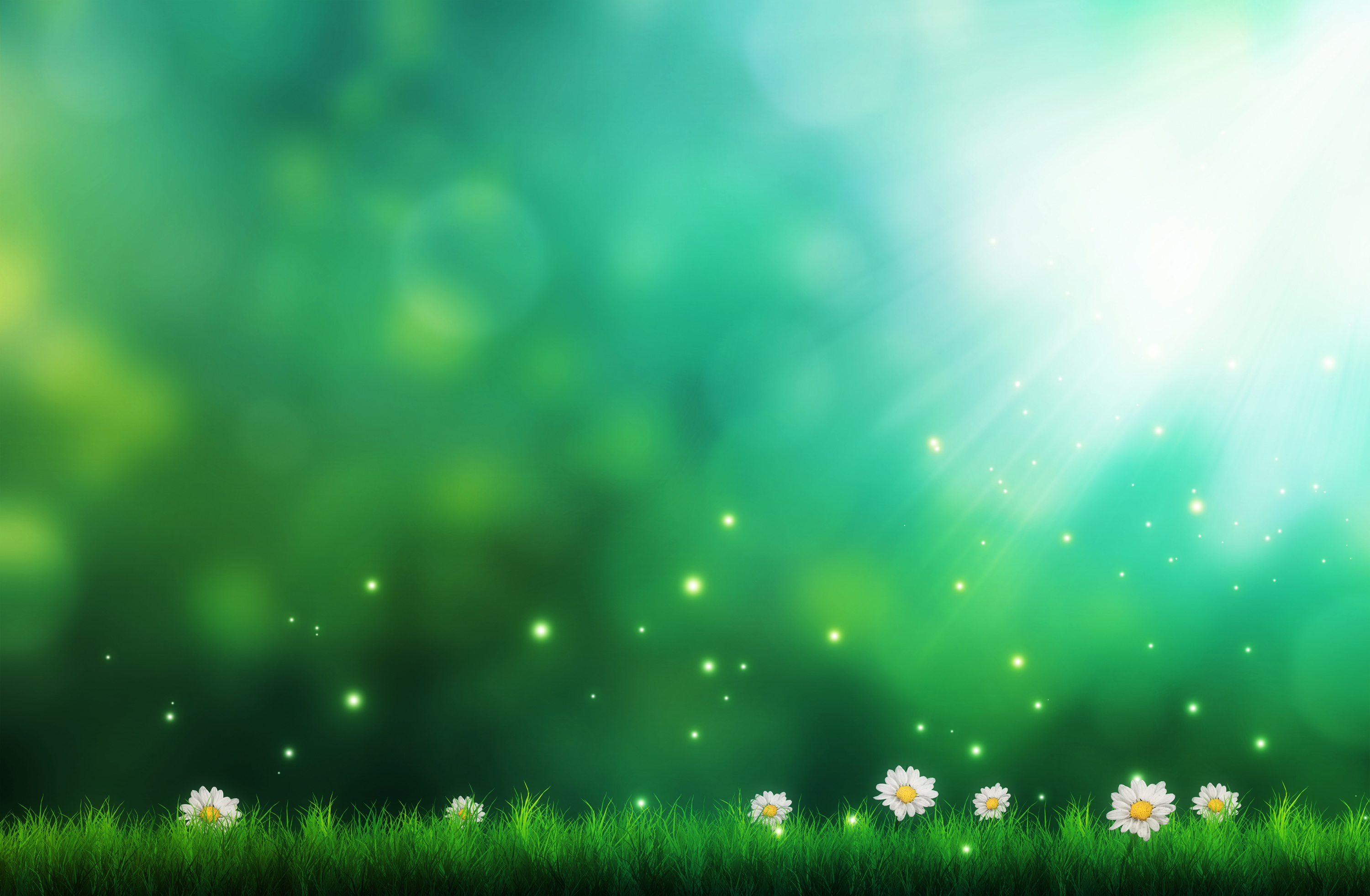 Green grass with daisies and light rays HD Wallpaper