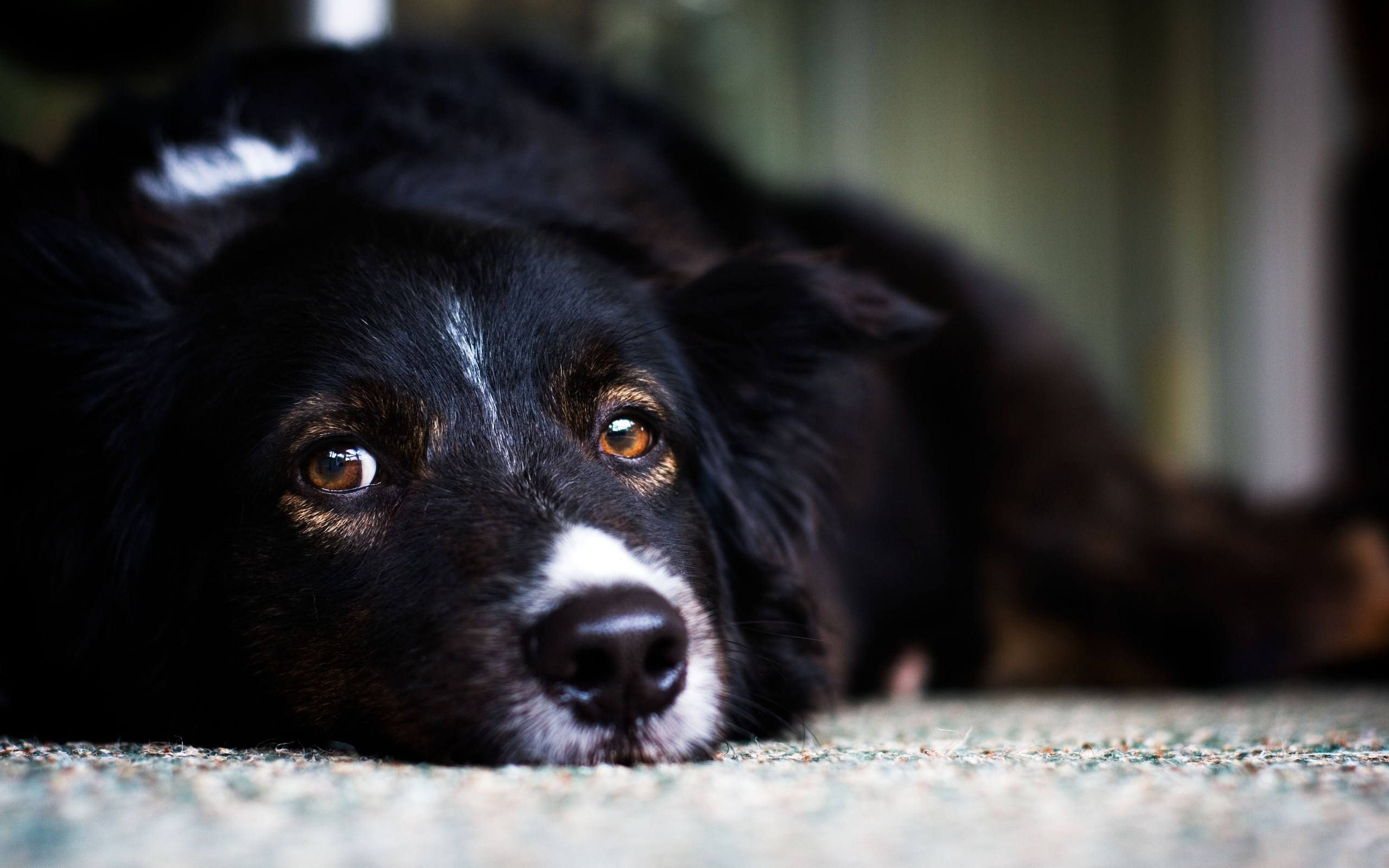 Black dog lying down on a textured surface HD Wallpaper