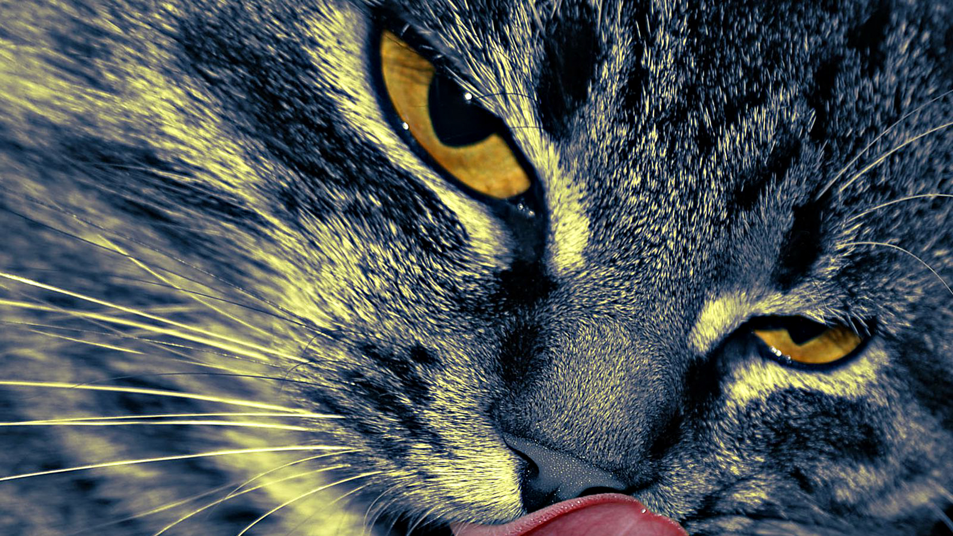 Close-up of a tabby cat licking its nose HD Wallpaper