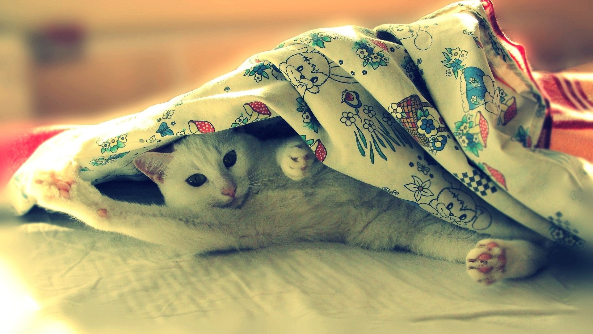 White cat peeking from under a blanket HD Wallpaper