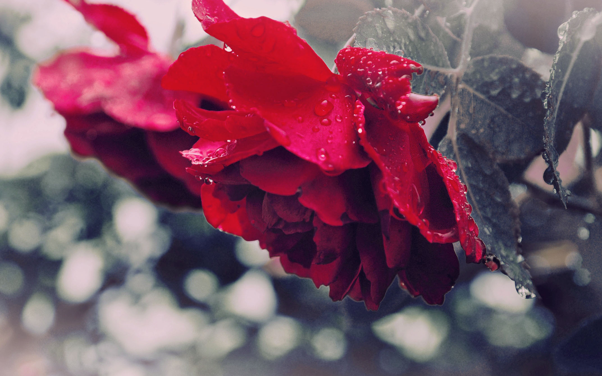Red rose with water droplets HD Wallpaper