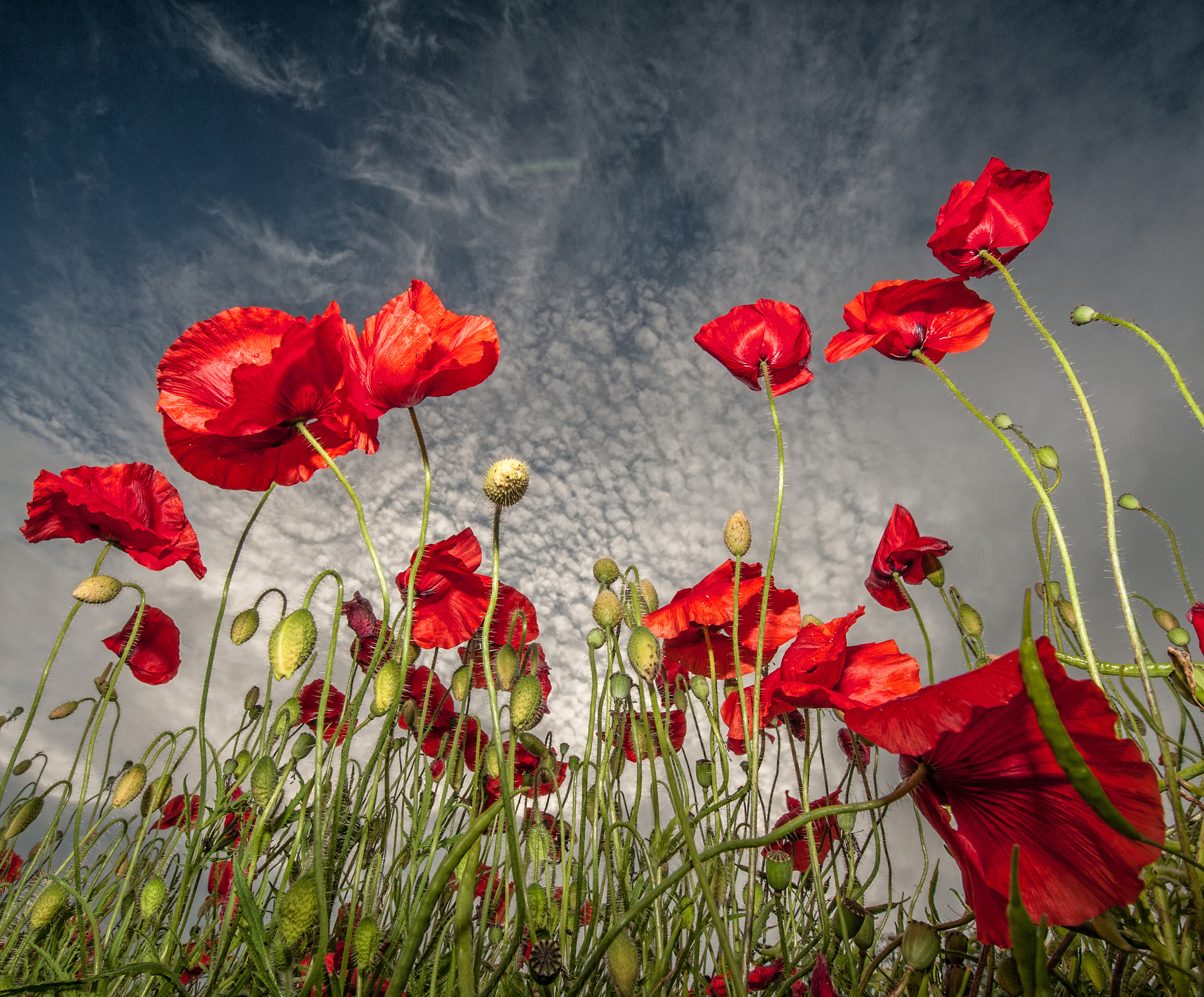 Field of red poppies against a cloudy sky HD Wallpaper