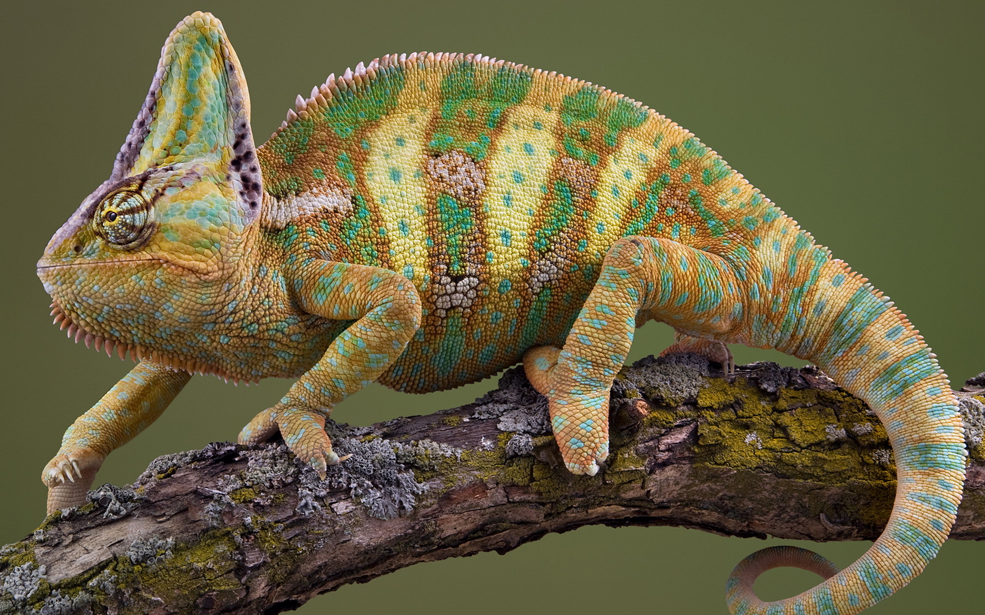 Veiled Chameleon on a Branch HD Wallpaper