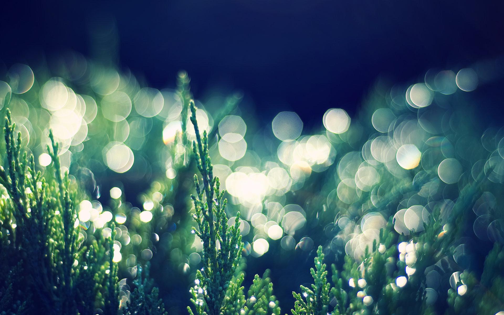 Green plant with bokeh lights HD Wallpaper