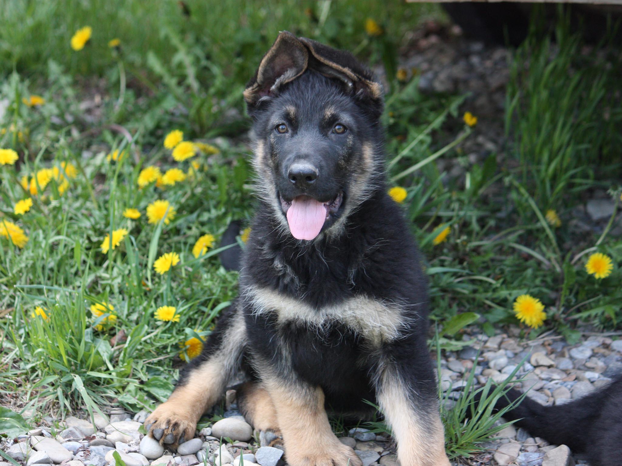 German Shepherd puppy sitting in grass with dandelions HD Wallpaper