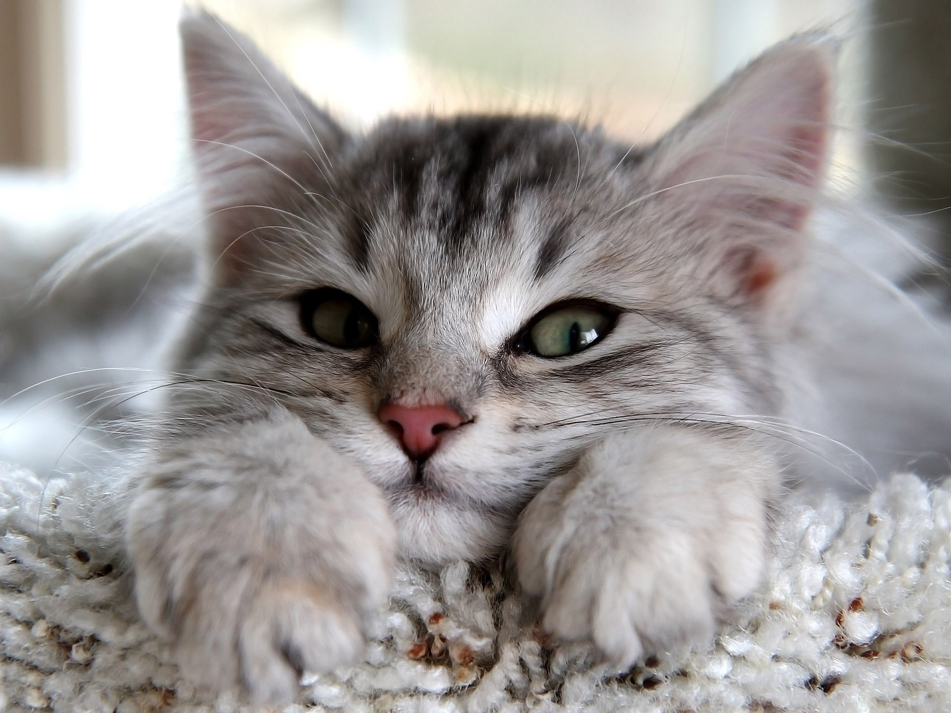 Close-up of a fluffy silver tabby kitten HD Wallpaper
