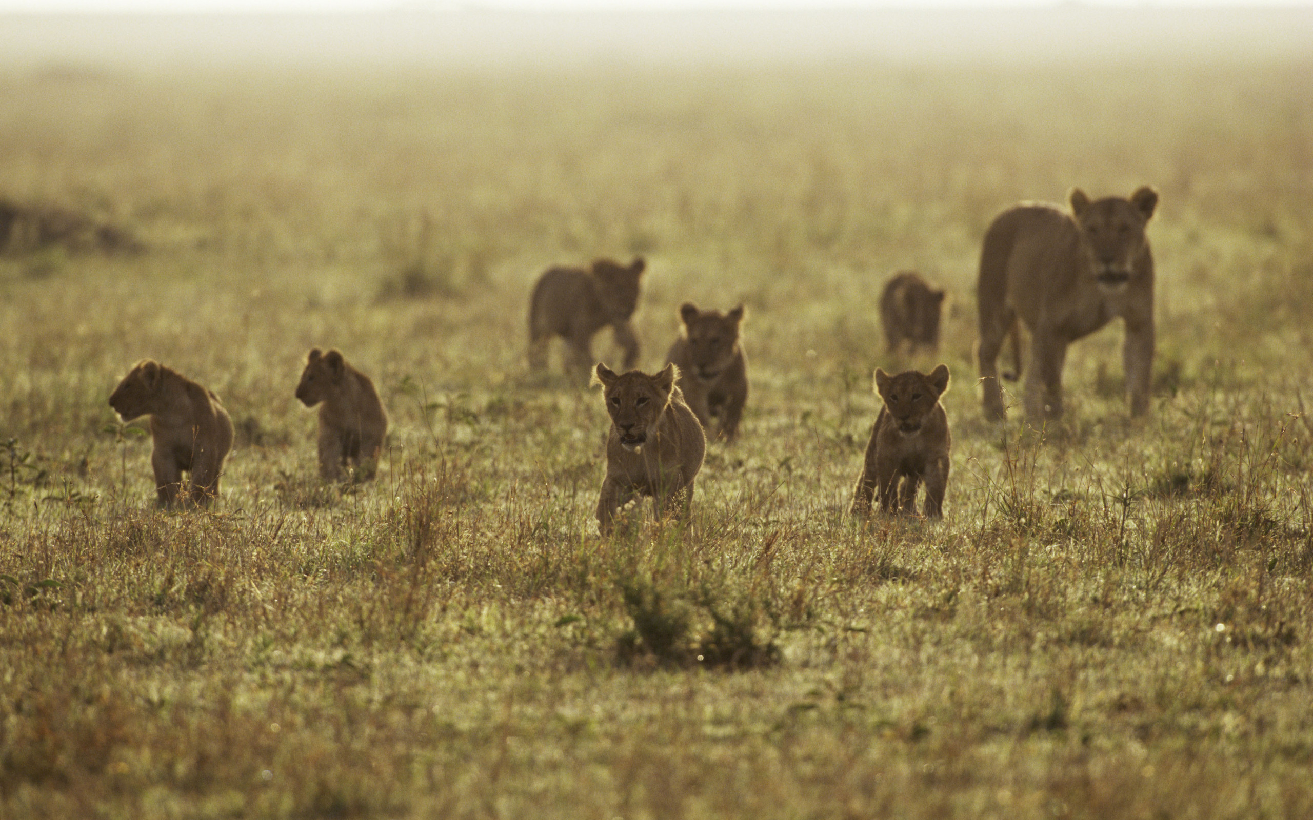 Lion cubs running across a grassy savanna HD Wallpaper