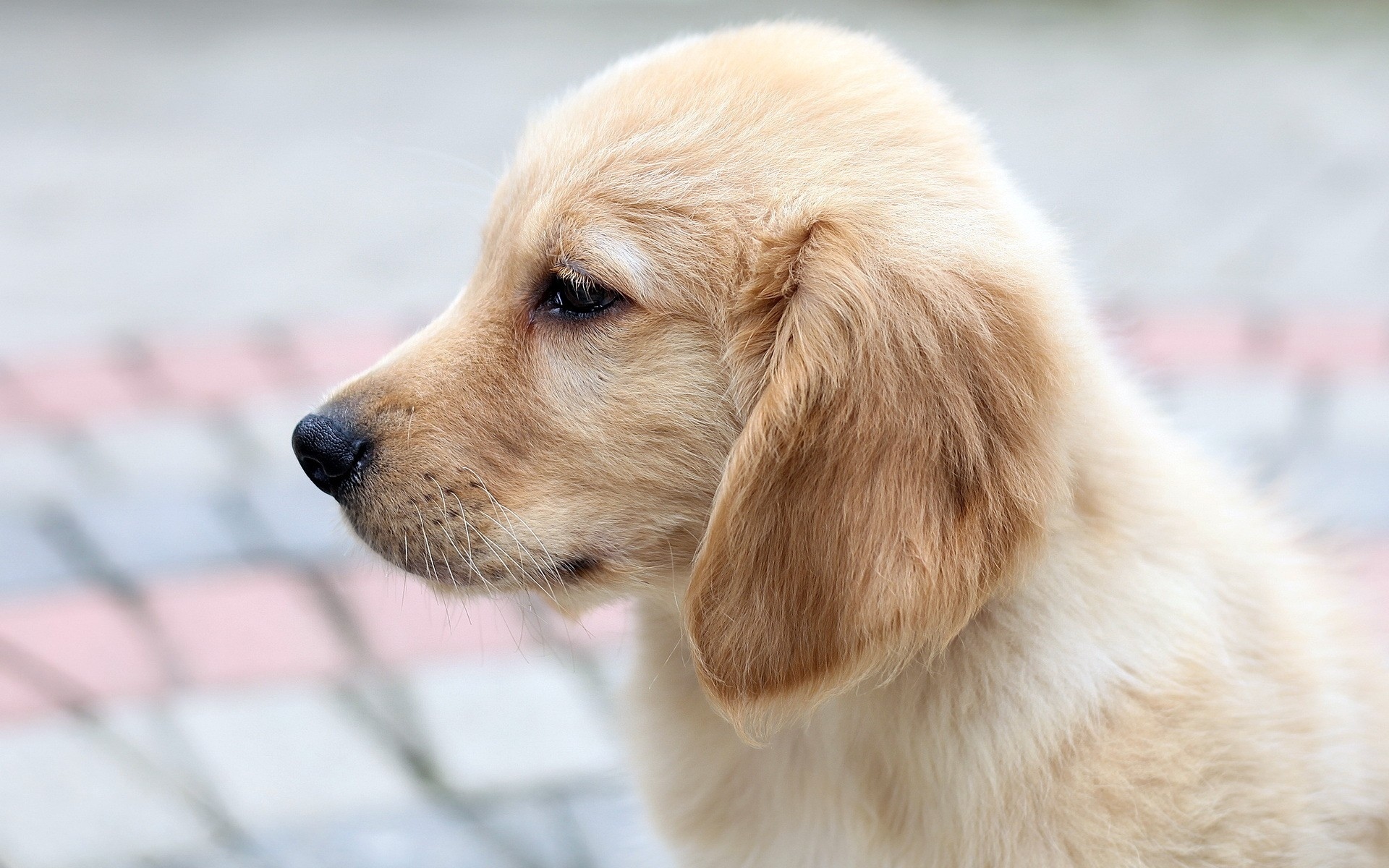 Golden Retriever puppy profile HD Wallpaper