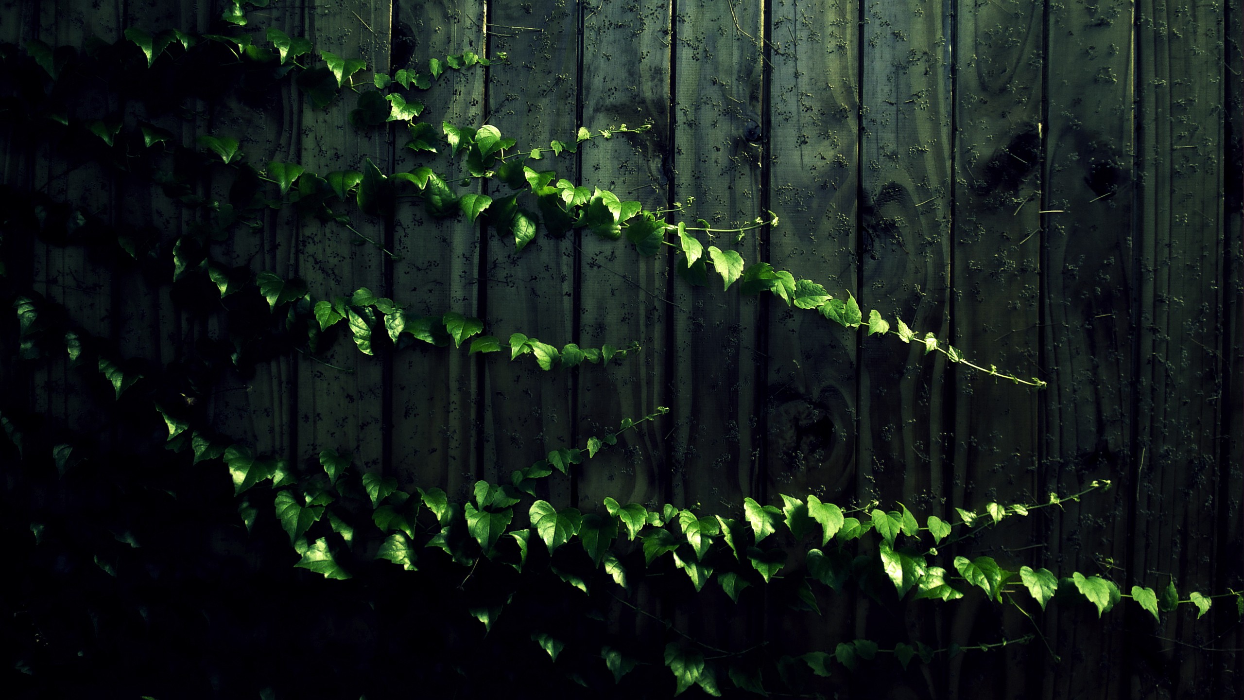 Green ivy vines on a dark wooden fence HD Wallpaper