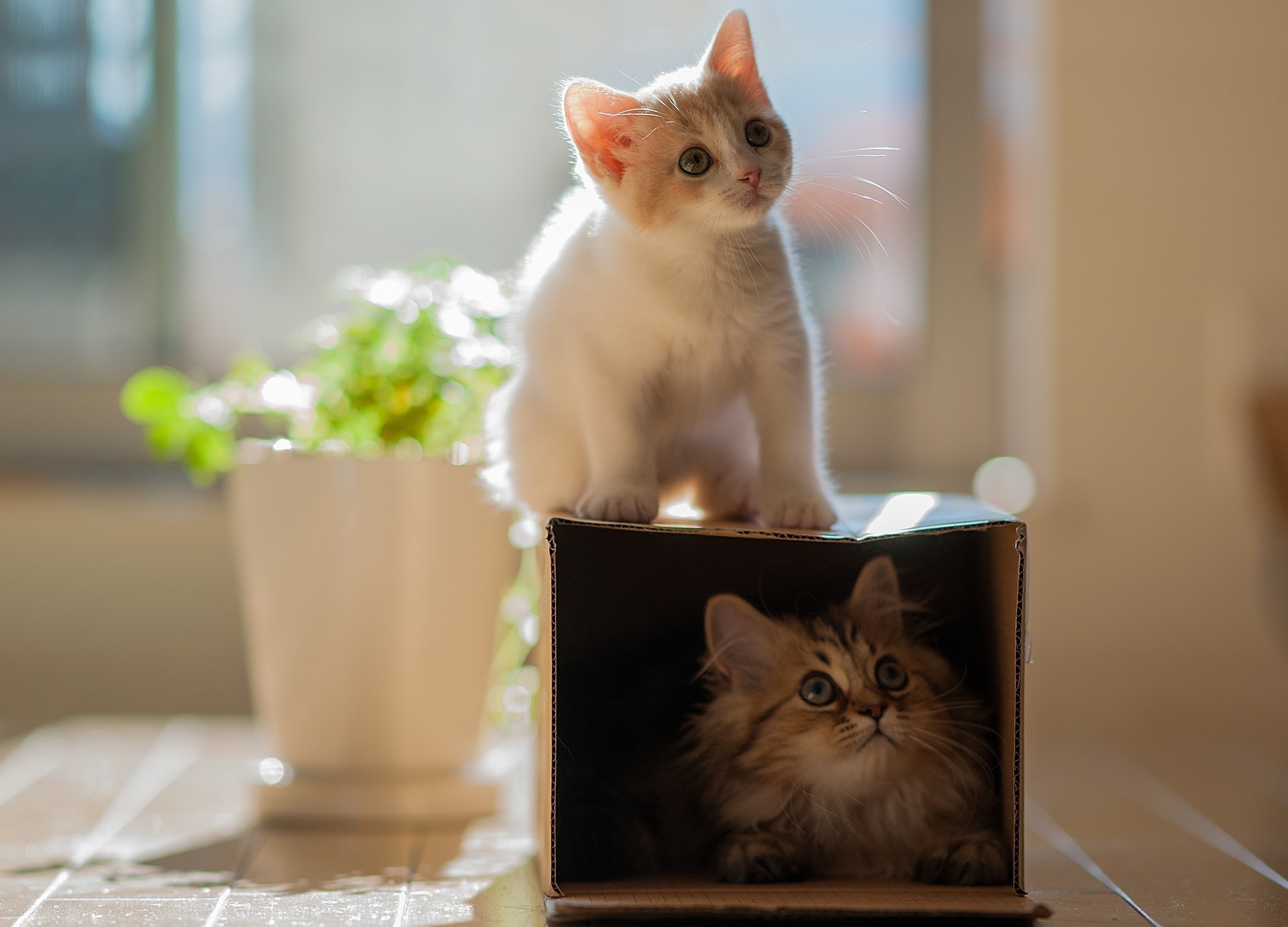 Two kittens, one white and orange, one tabby, in a box HD Wallpaper