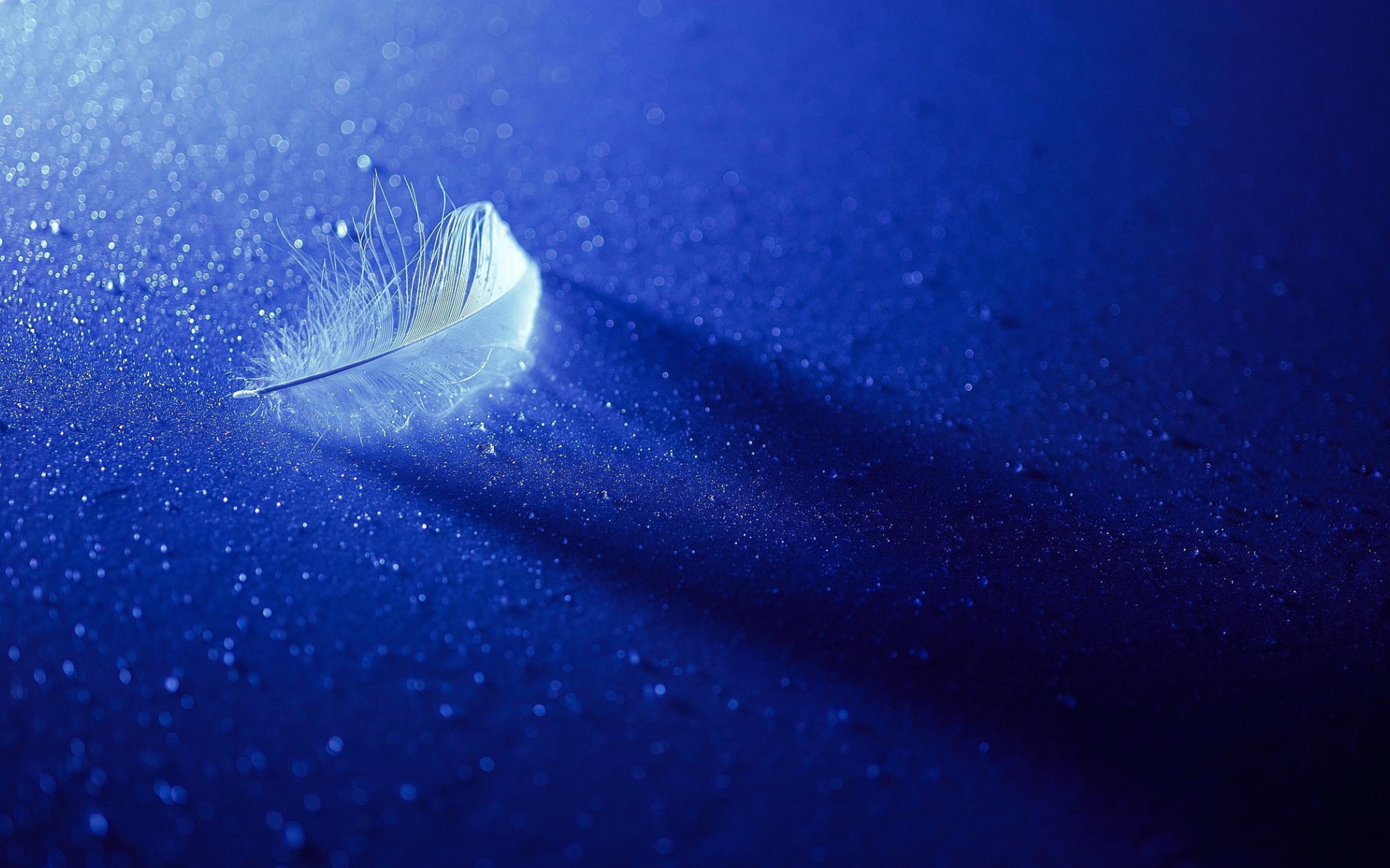 A single white feather on a blue surface with water droplets HD Wallpaper