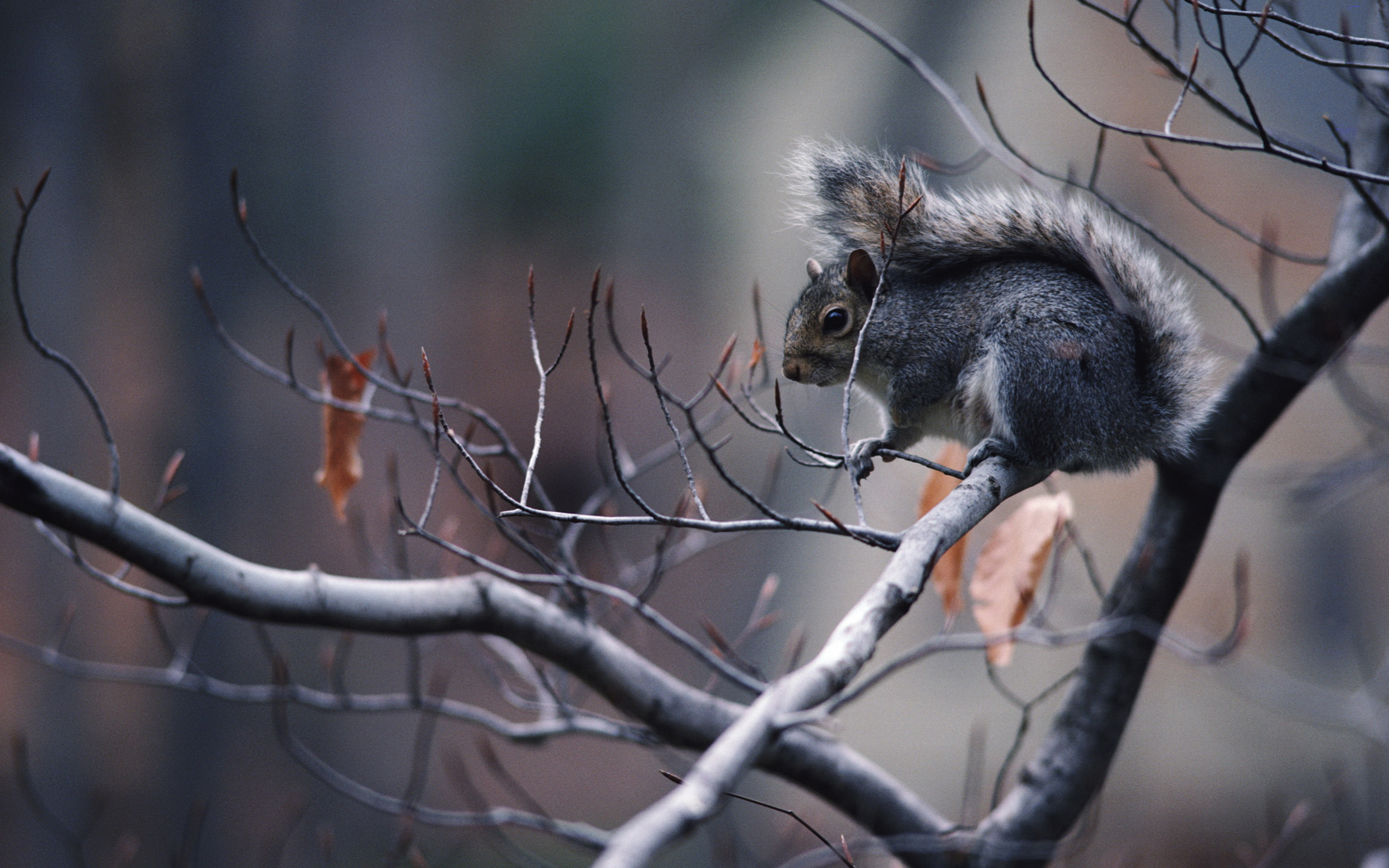 Squirrel on a tree branch HD Wallpaper