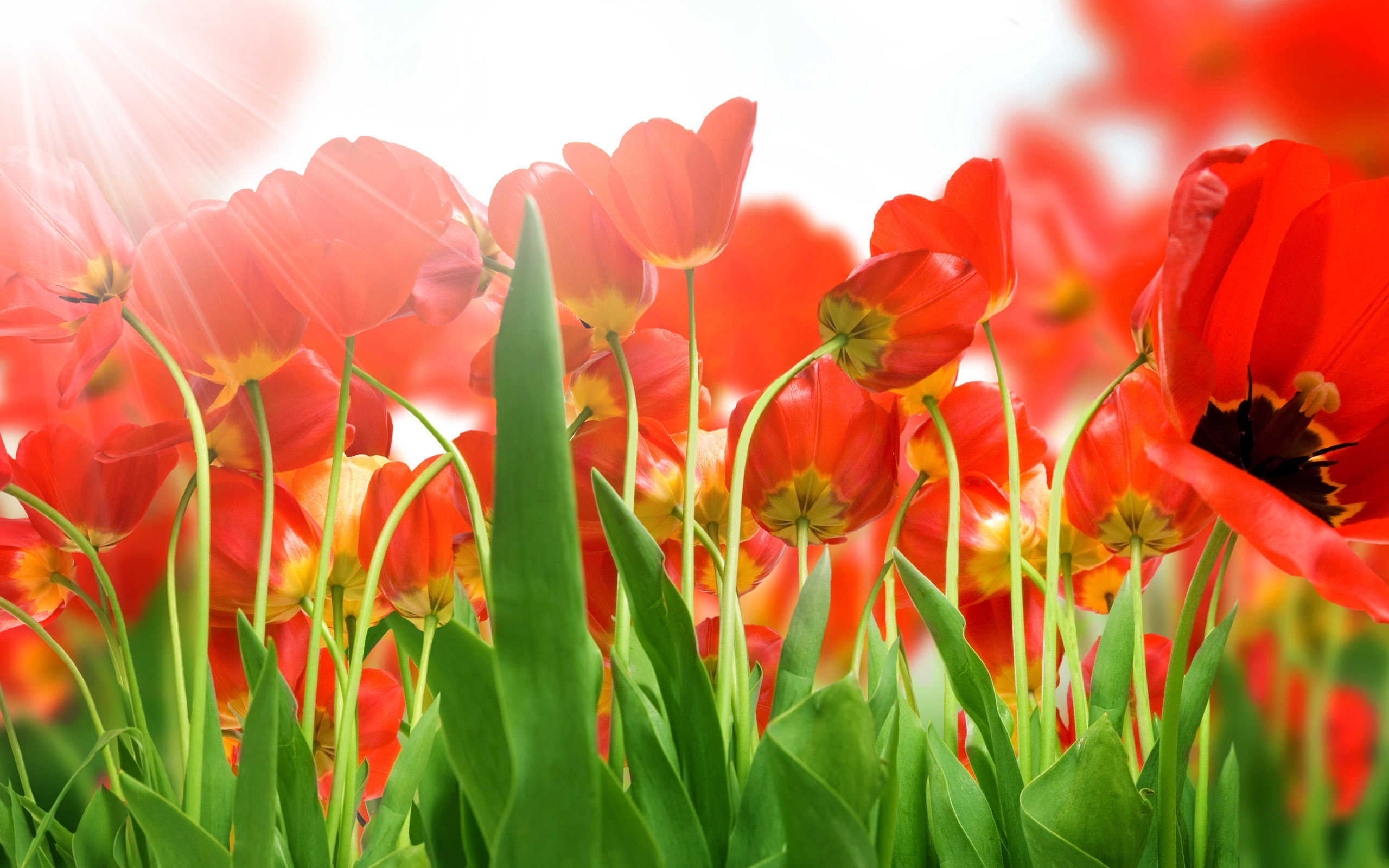 Red Tulips in Bloom HD Wallpaper
