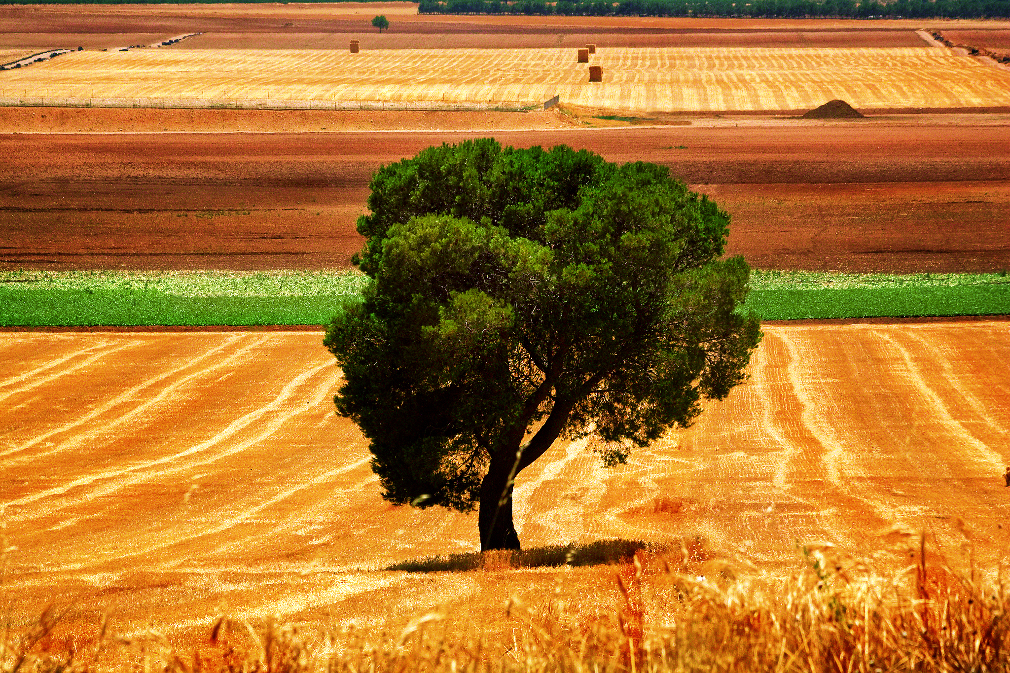 Tree in a harvested field HD Wallpaper