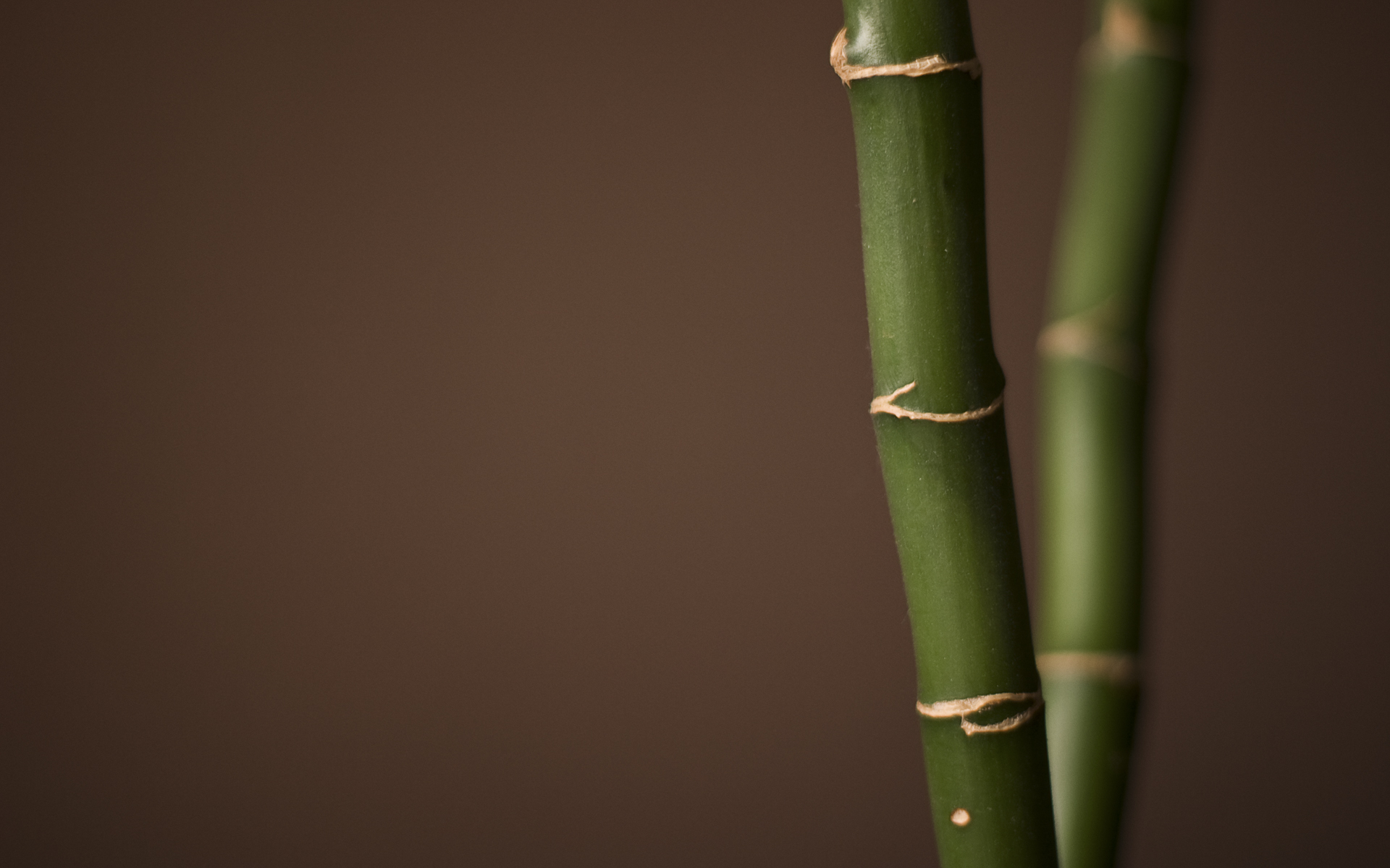 Bamboo stalks HD Wallpaper