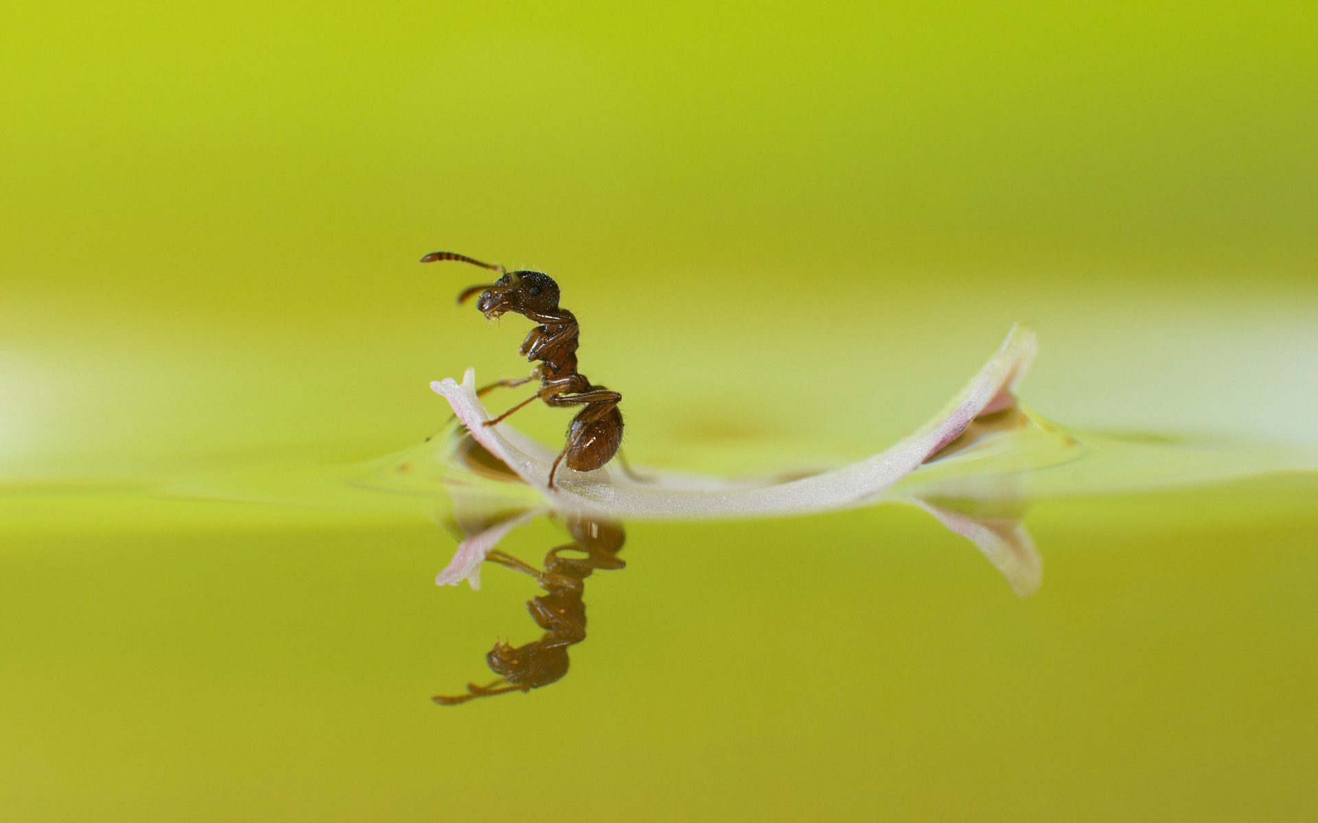Ant on a petal floating on water HD Wallpaper