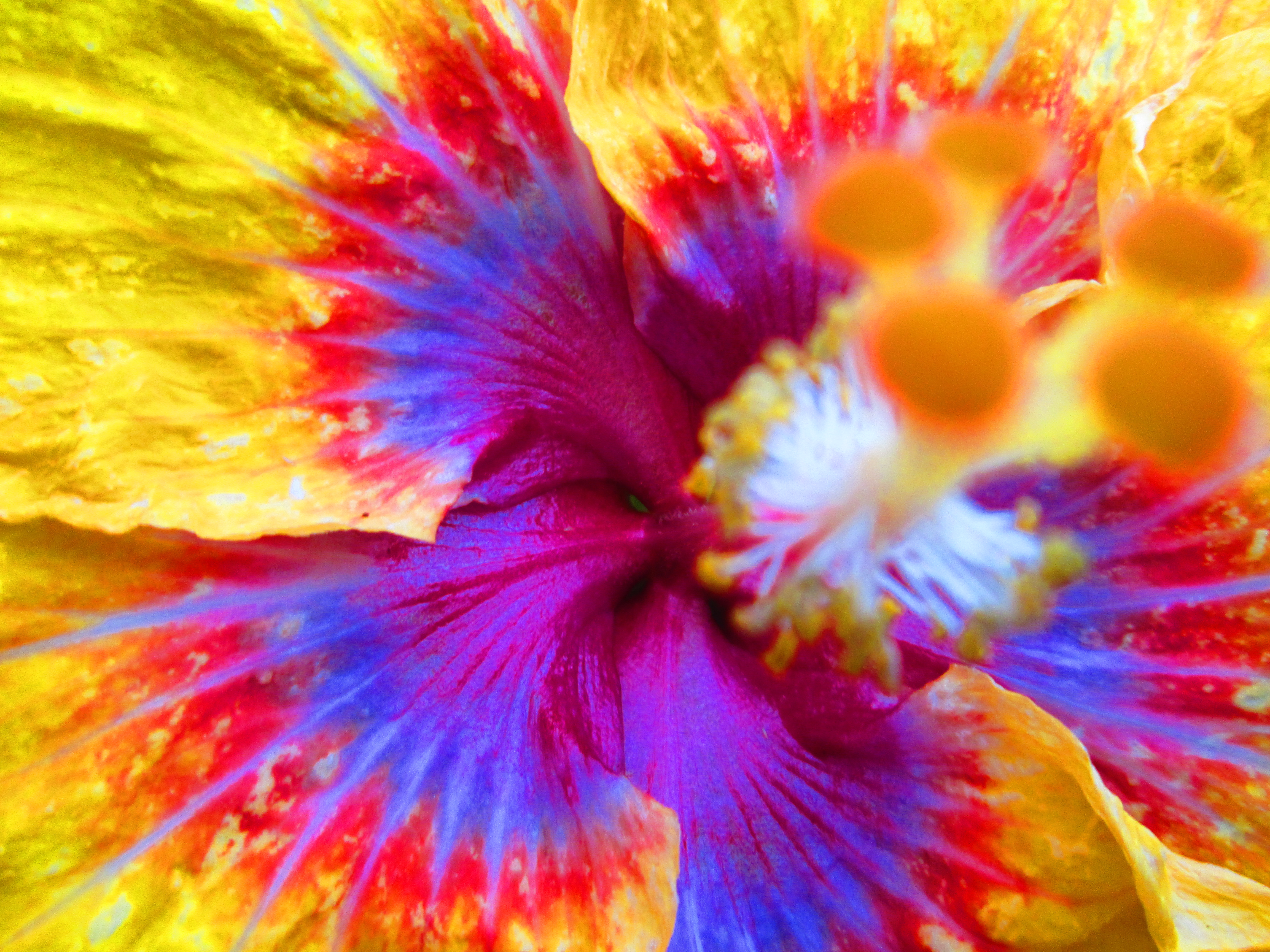 Close-up of a colorful hibiscus flower HD Wallpaper