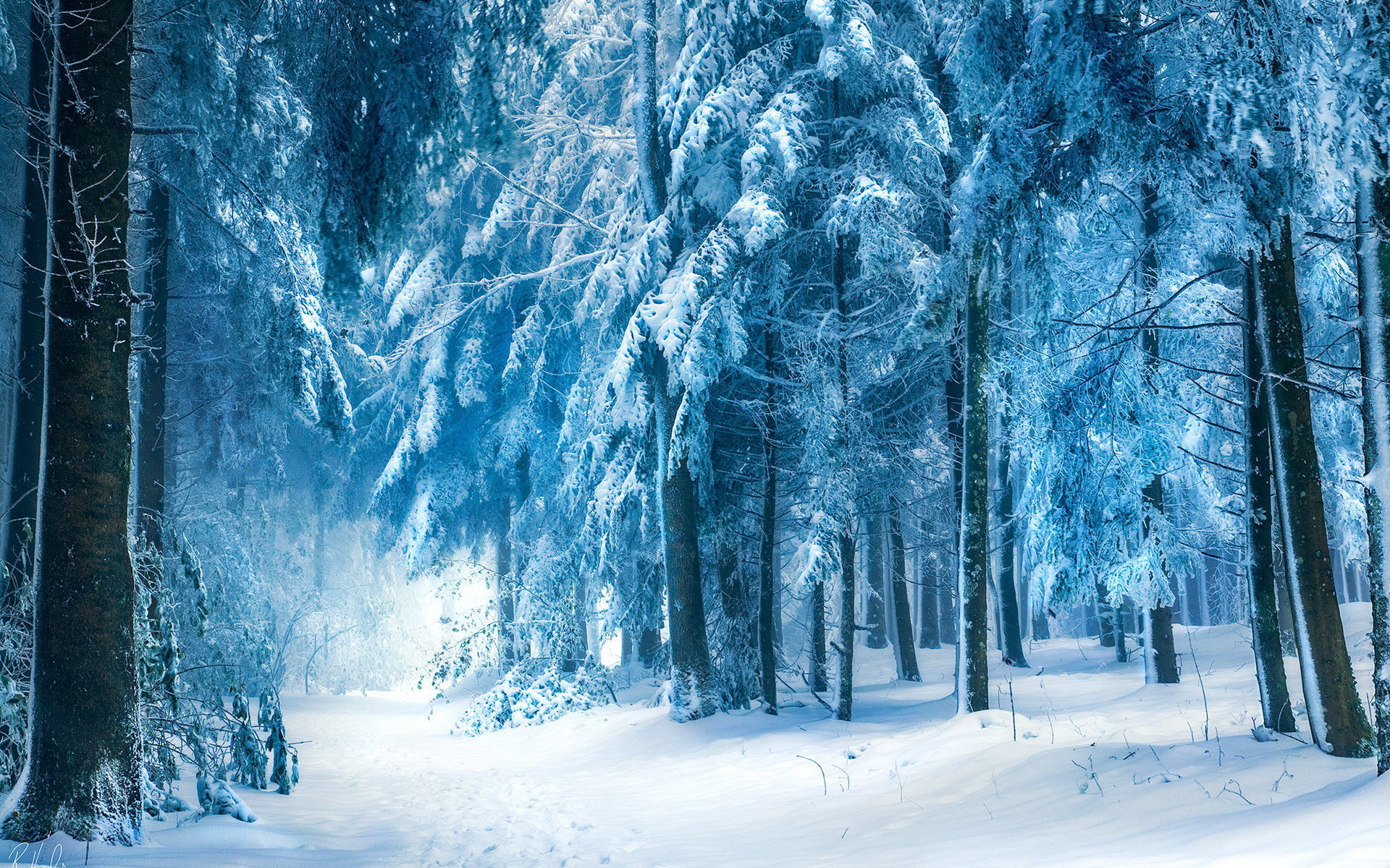 Snowy forest path with tall trees HD Wallpaper