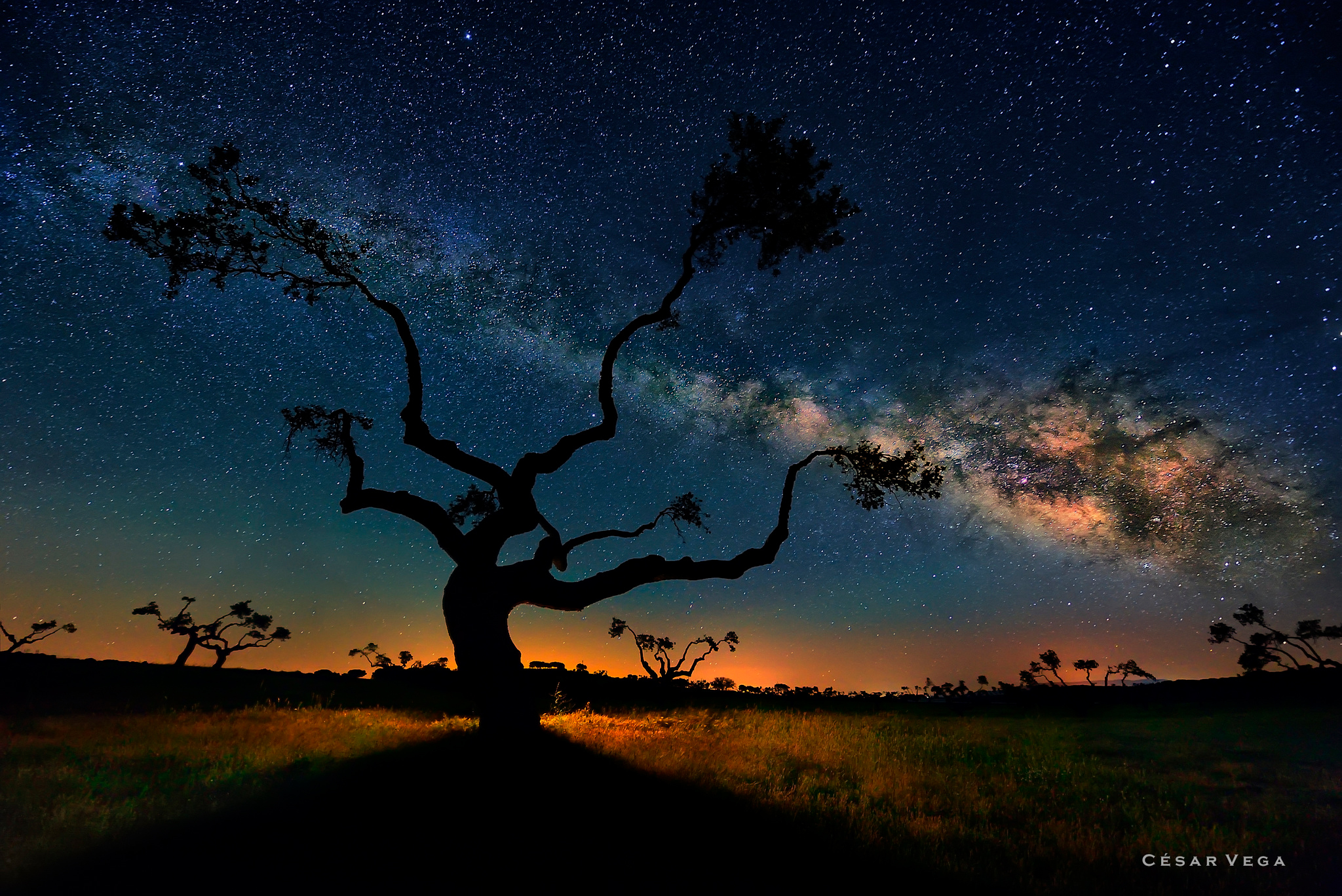 Silhouette of a tree against the Milky Way at night HD Wallpaper