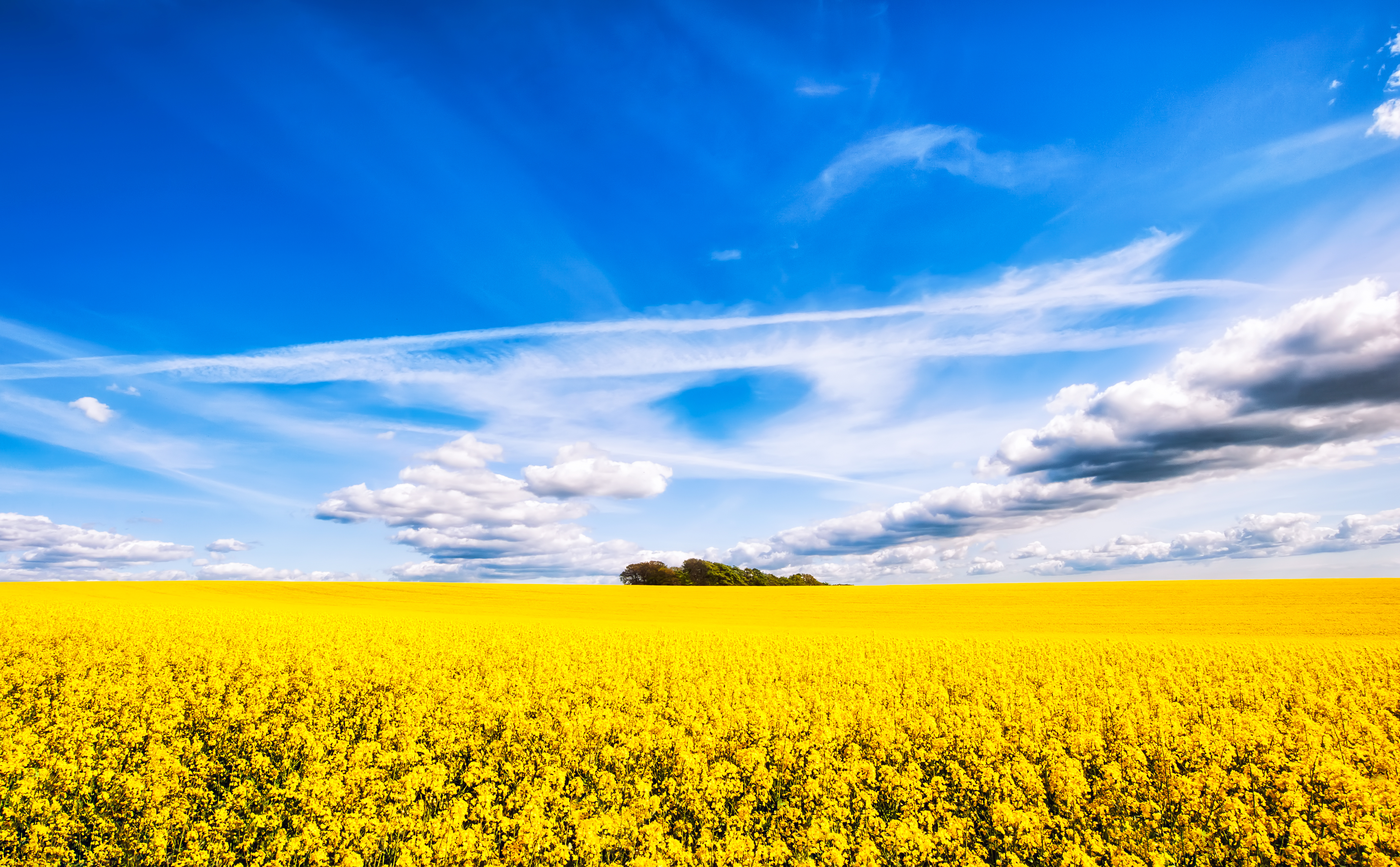 Vast yellow rapeseed field under a blue sky with clouds HD Wallpaper