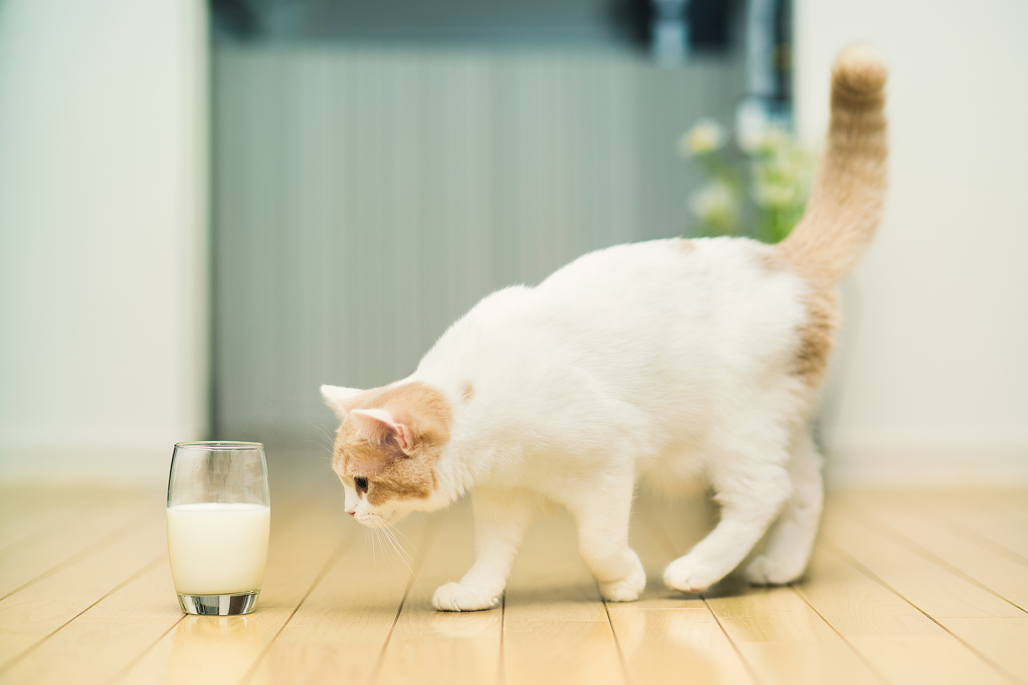 Cat looking at a glass of milk HD Wallpaper