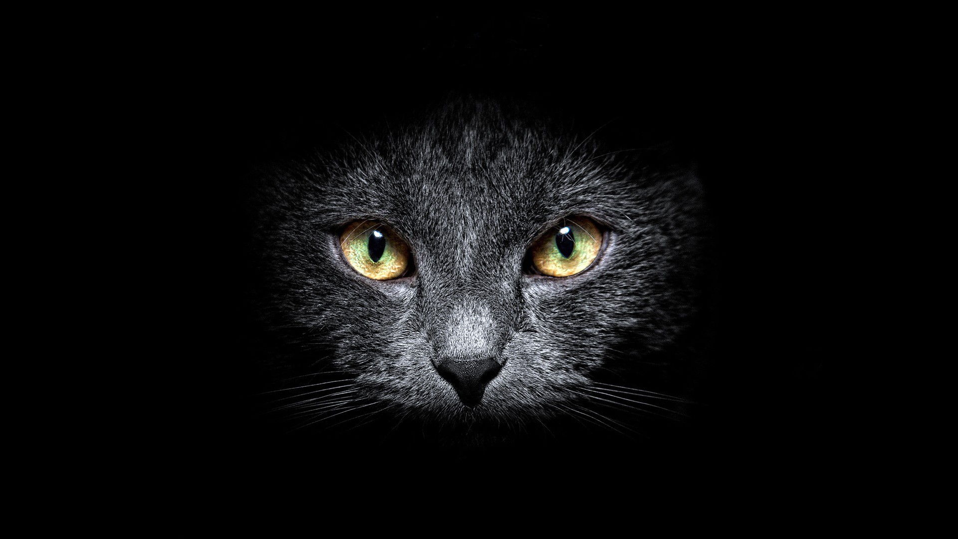 Close-up of a black cat's face HD Wallpaper