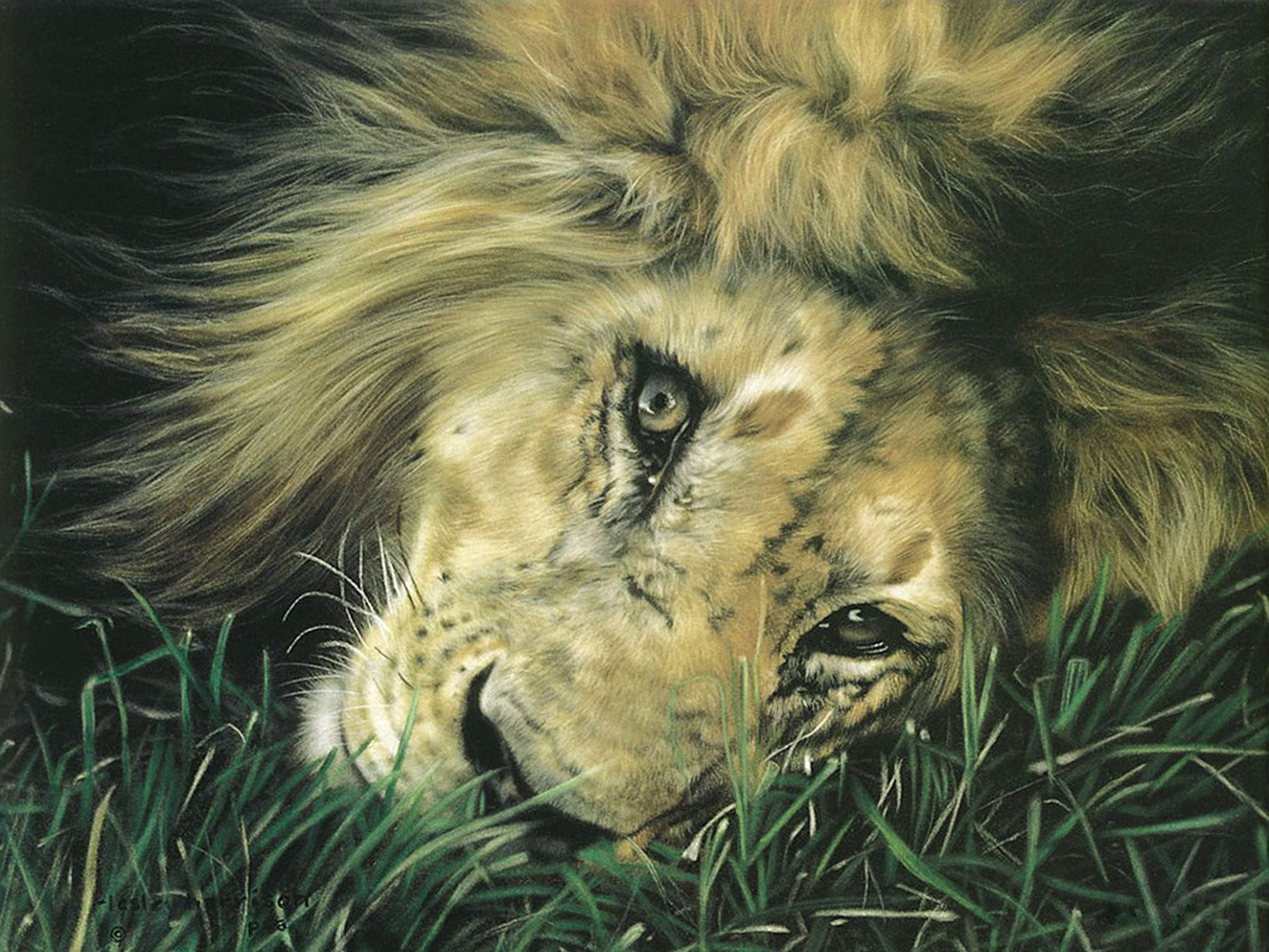 Lion resting in tall green grass HD Wallpaper