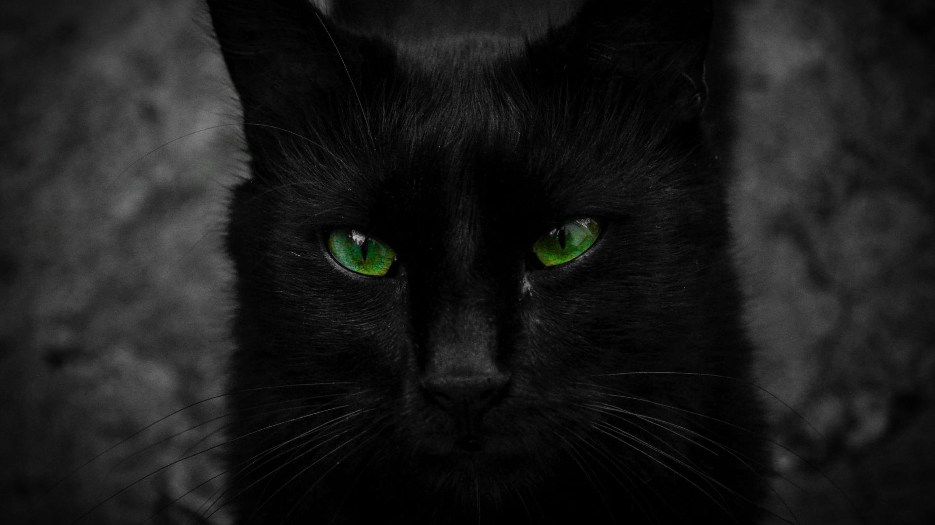 Black cat with striking green eyes HD Wallpaper