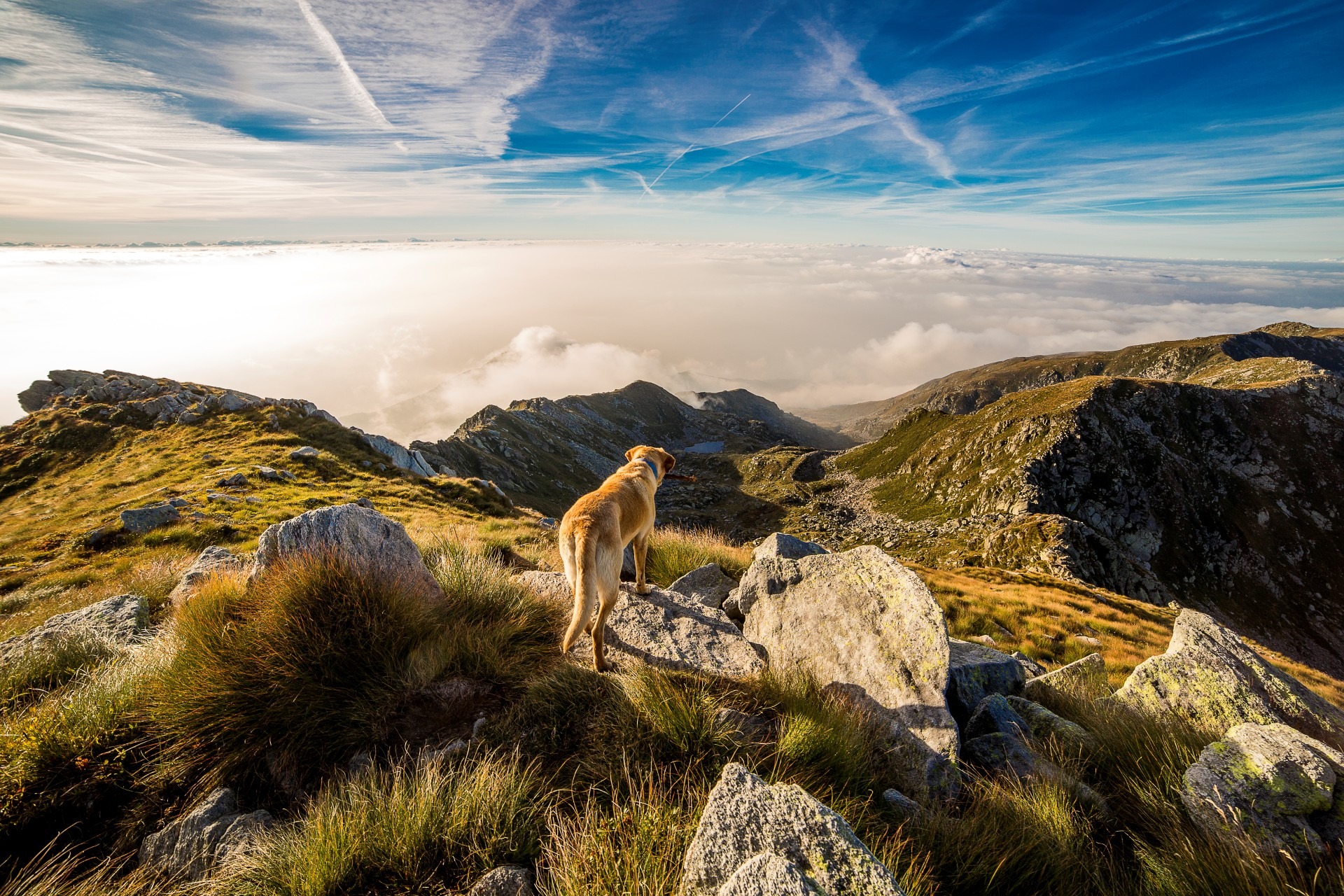 Dog on a mountain overlooking clouds in Italy HD Wallpaper