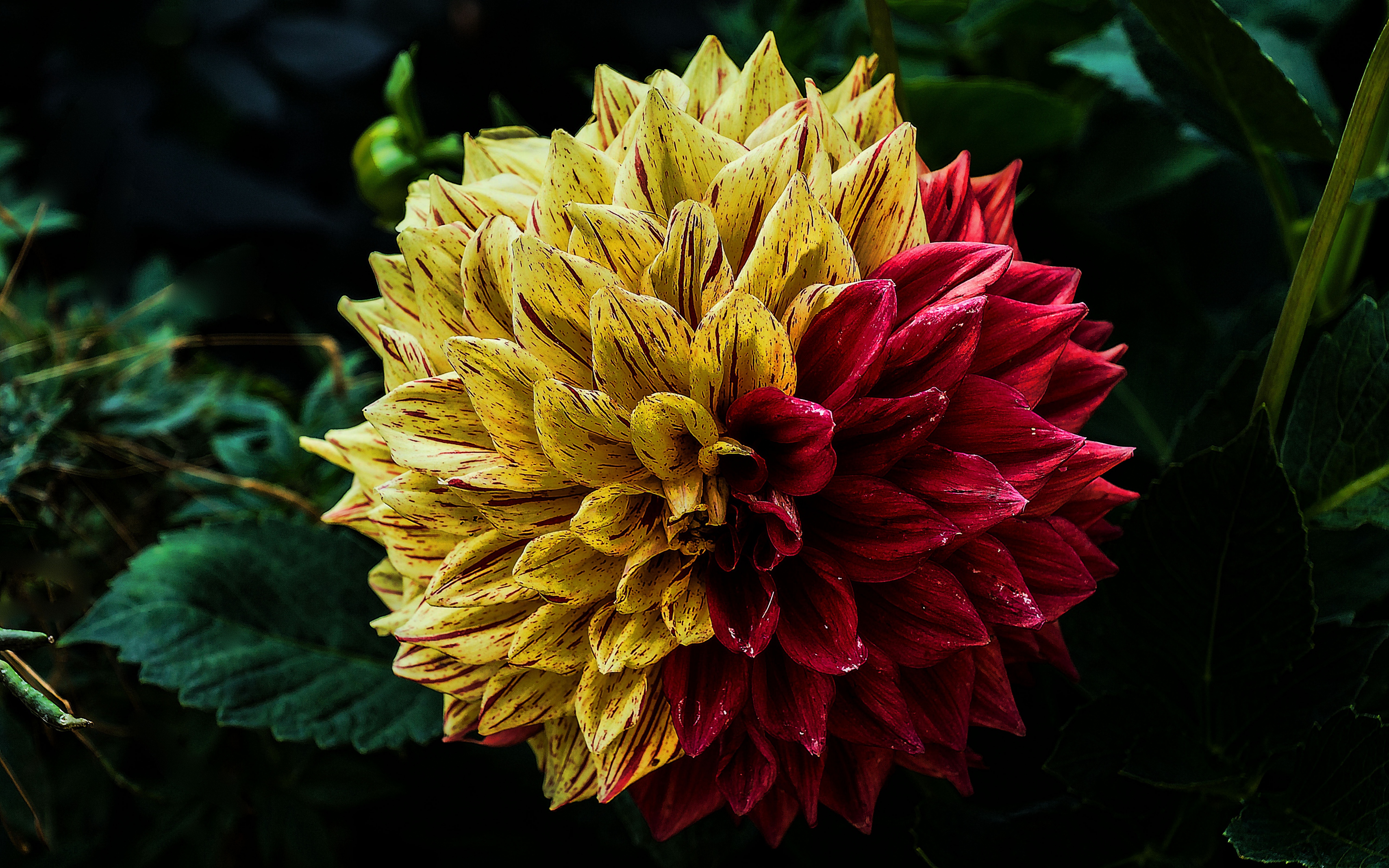Close-up of a bicolor Dahlia flower HD Wallpaper