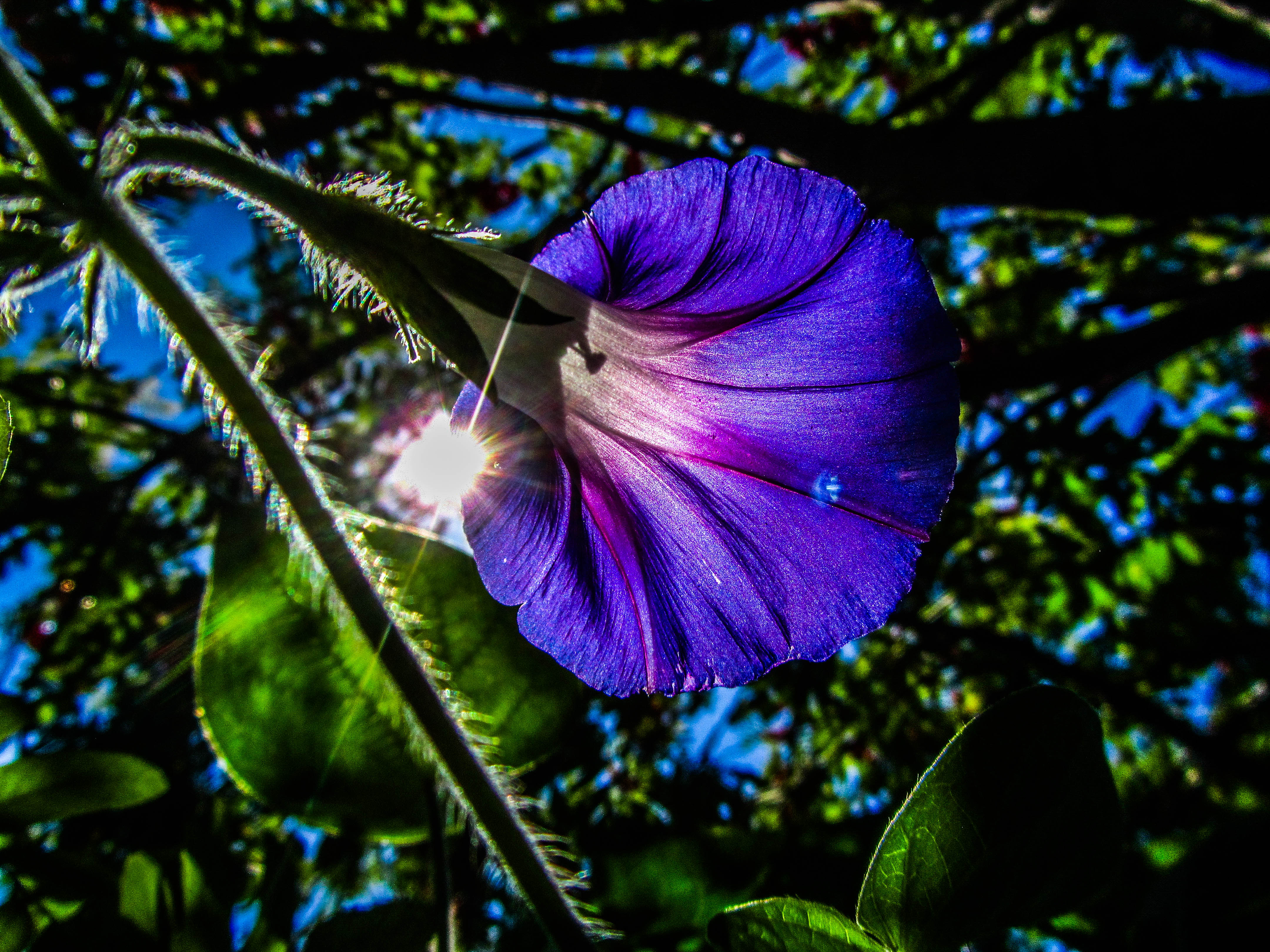 Purple Morning Glory Flower in Sunlight HD Wallpaper