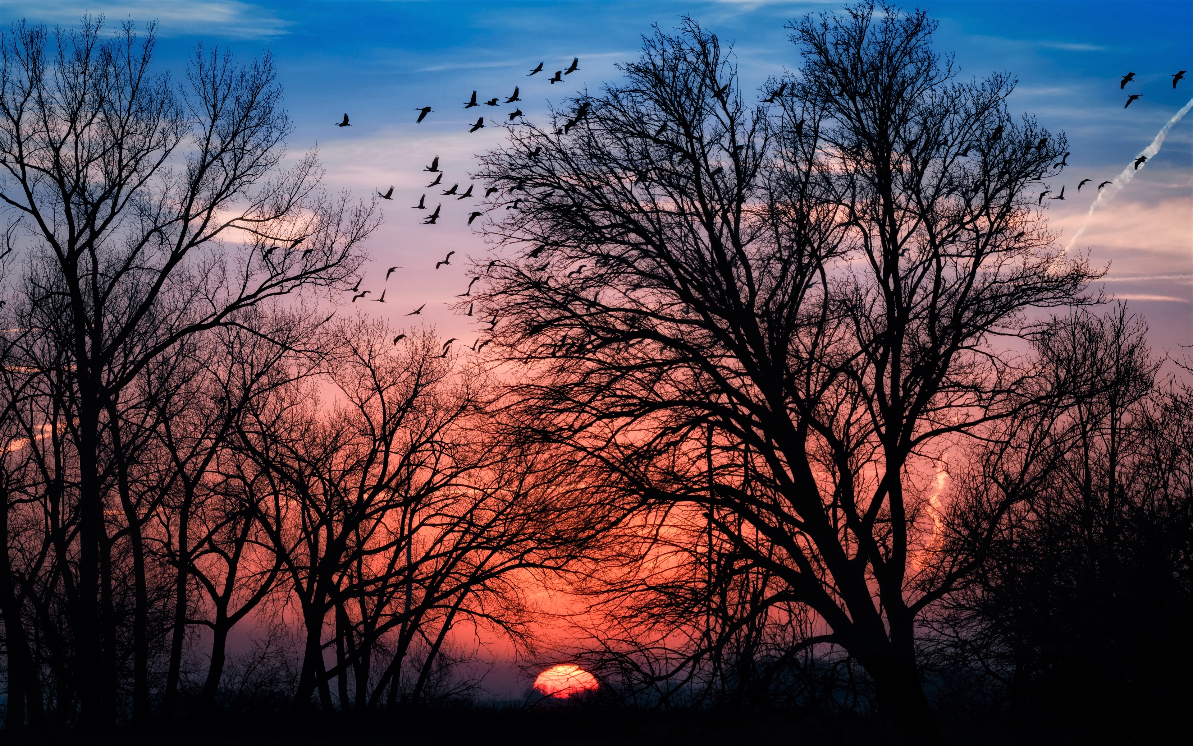 Silhouette of trees against a sunset sky with birds HD Wallpaper