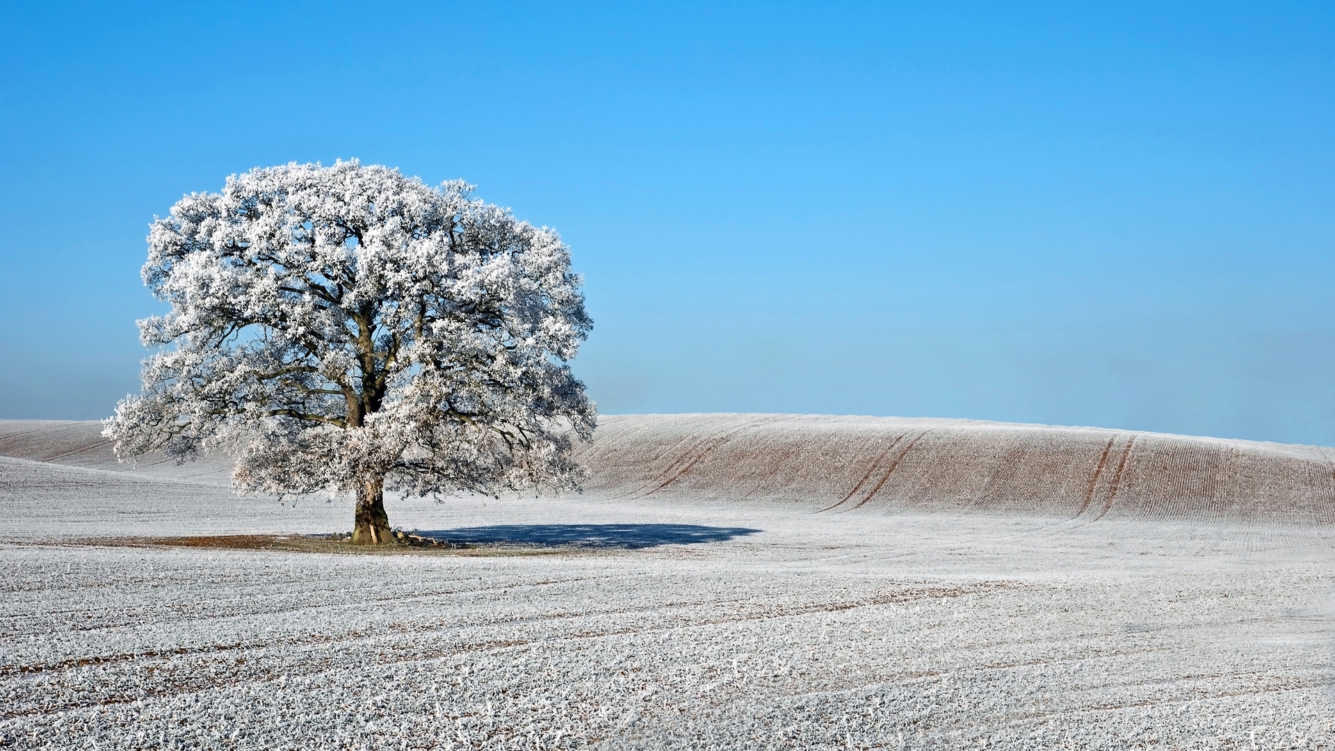 Frosted tree in a snowy field under a blue sky HD Wallpaper