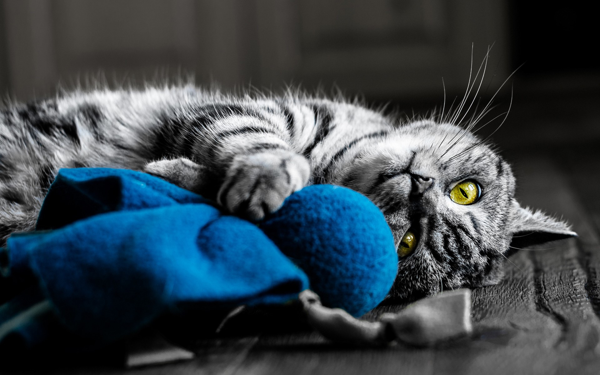 Tabby cat playing with a blue toy HD Wallpaper