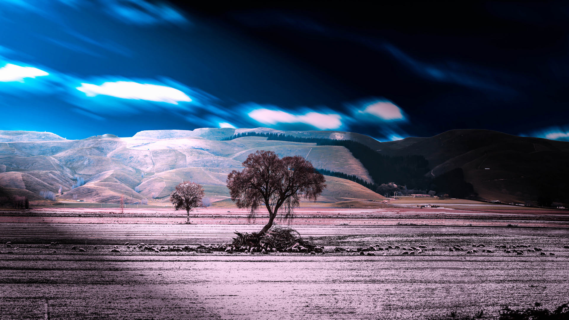 Lone tree in a field with rolling hills and streaking clouds HD Wallpaper