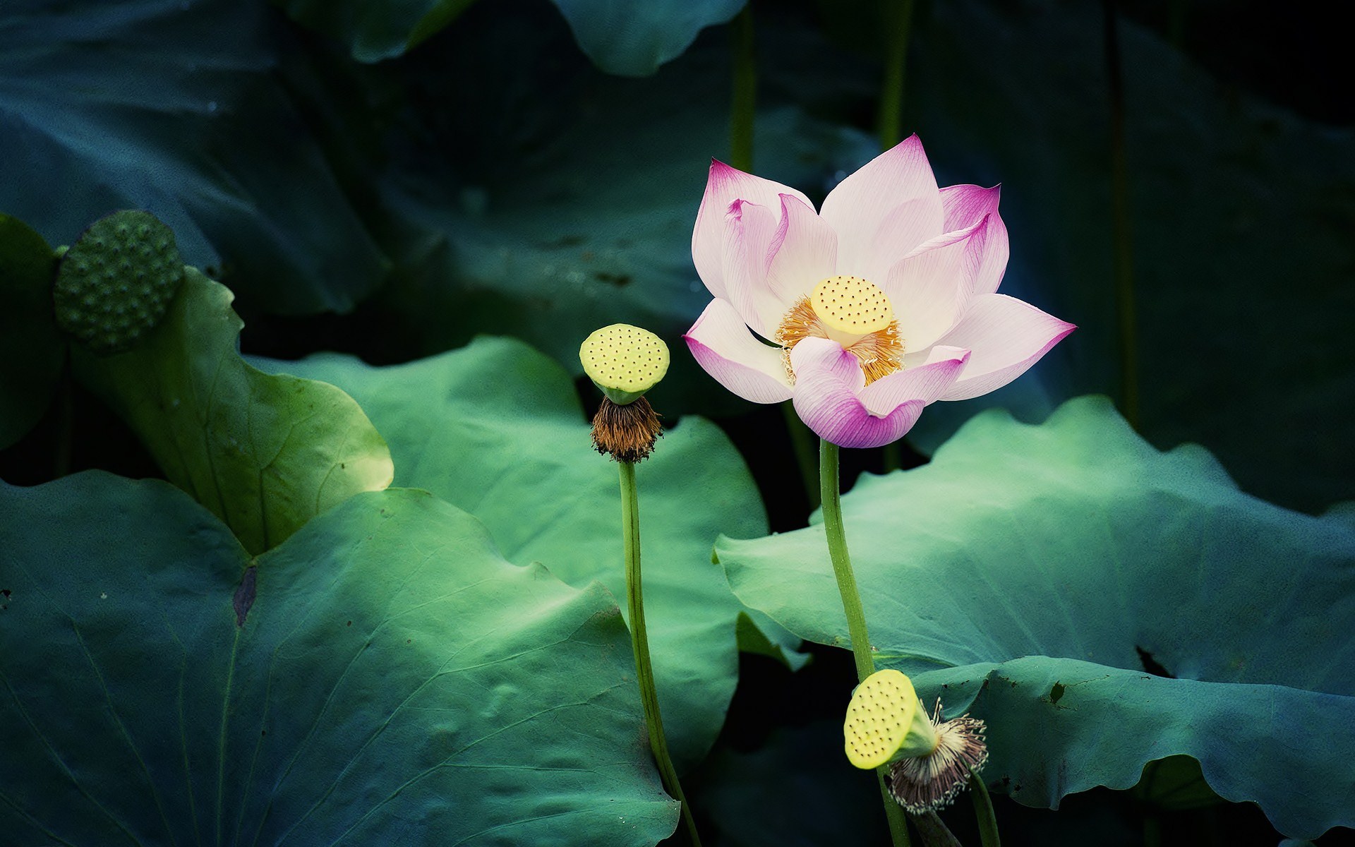 Pink and white lotus flower with seed pods HD Wallpaper
