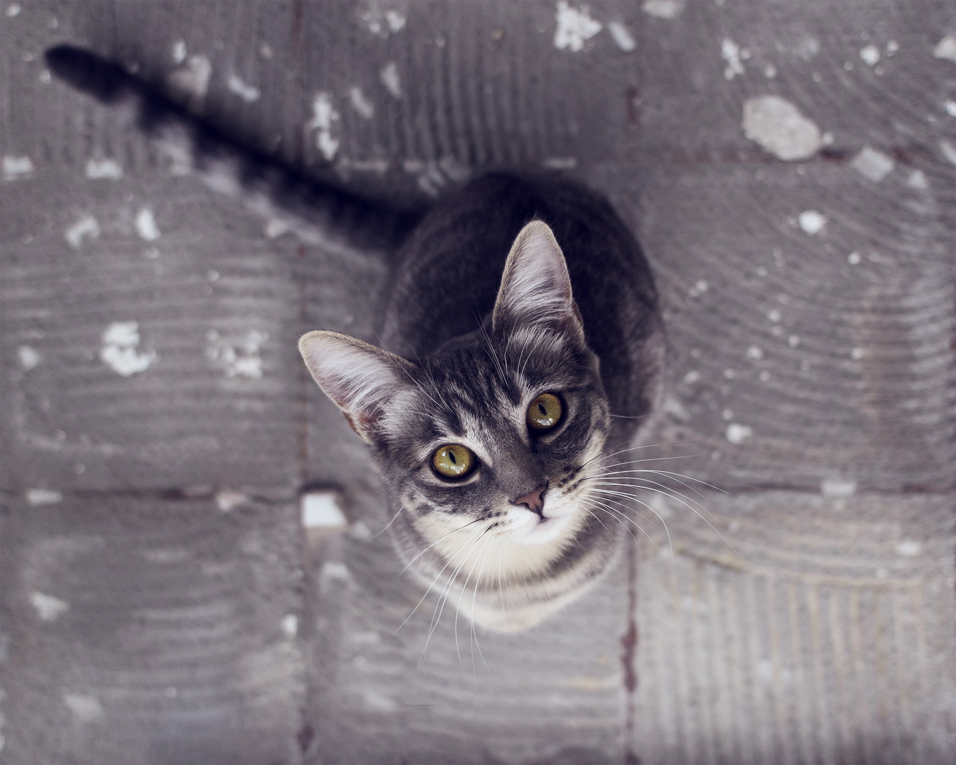 A tabby cat looking up HD Wallpaper