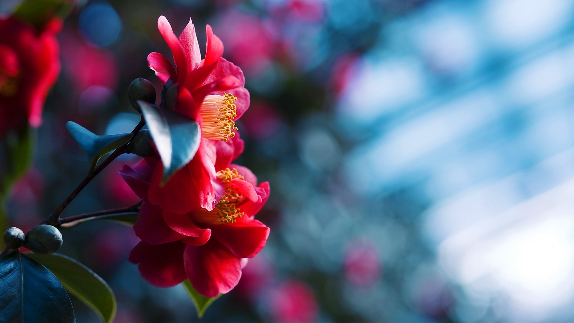 Red Camellia Flowers with Blue Bokeh Background HD Wallpaper