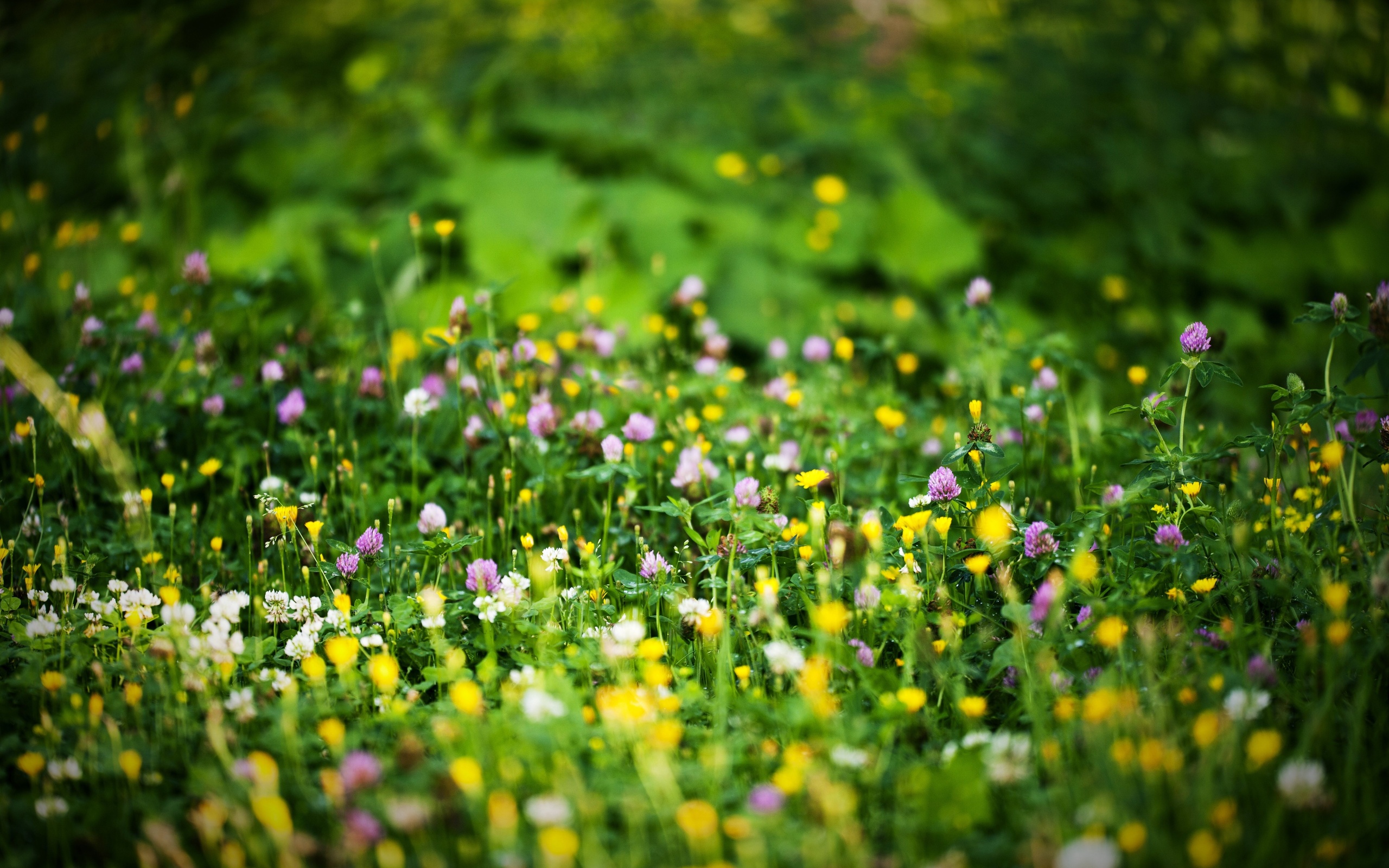 Field of wildflowers with pink and yellow blossoms HD Wallpaper