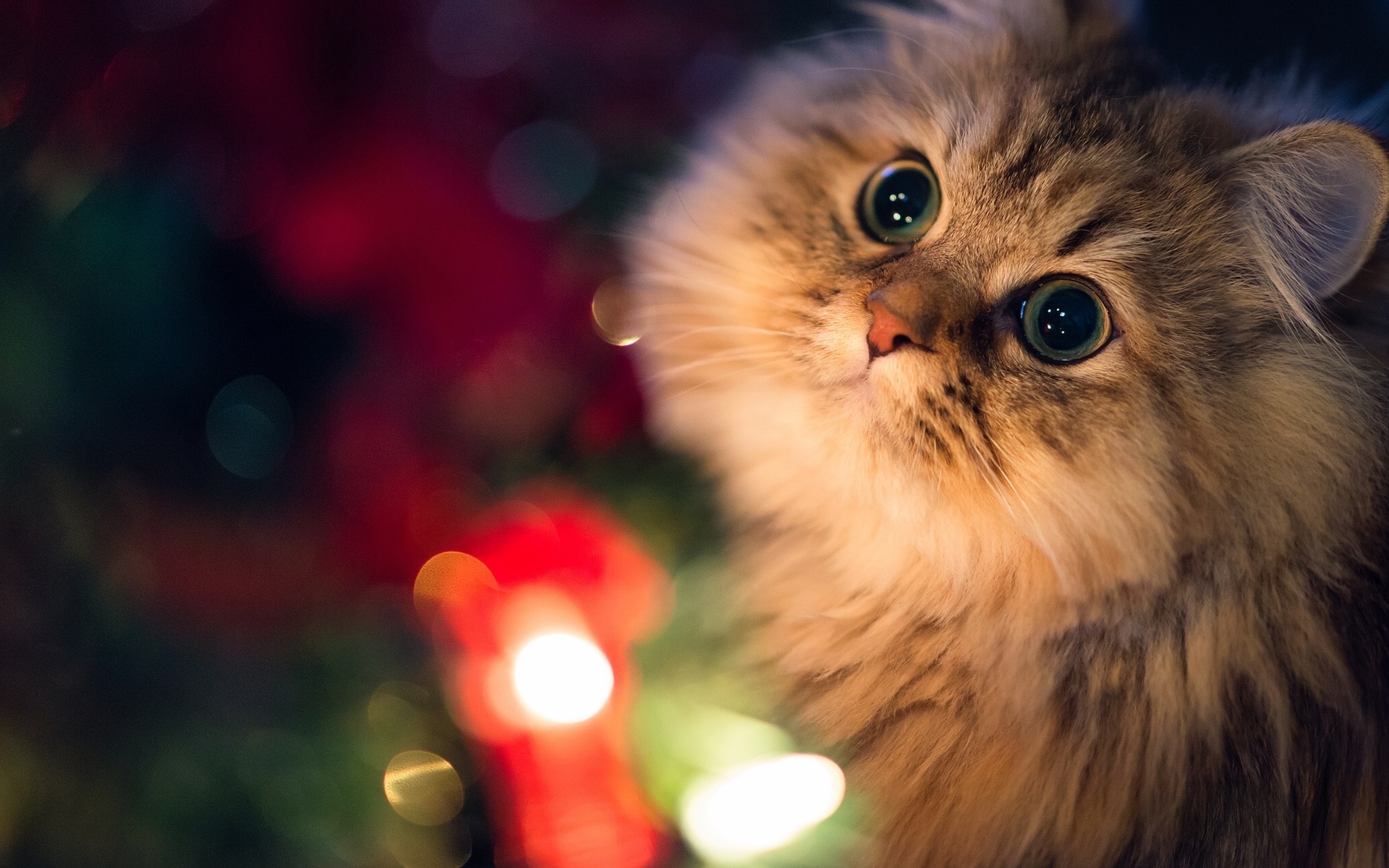 Fluffy cat with big eyes near Christmas lights HD Wallpaper