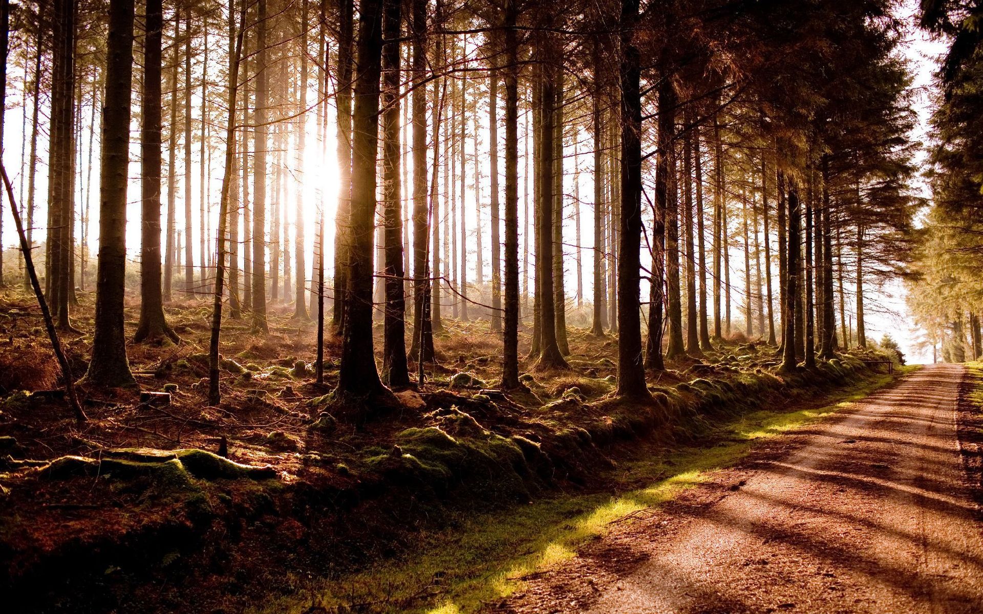 Sunlight filtering through a dense forest with a dirt path HD Wallpaper