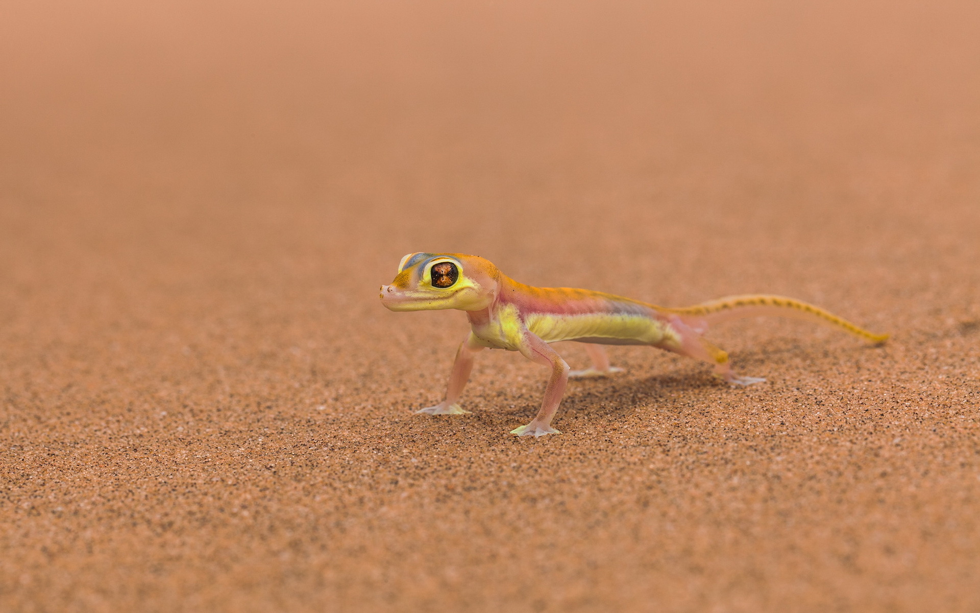 A small lizard with colorful markings on sand HD Wallpaper