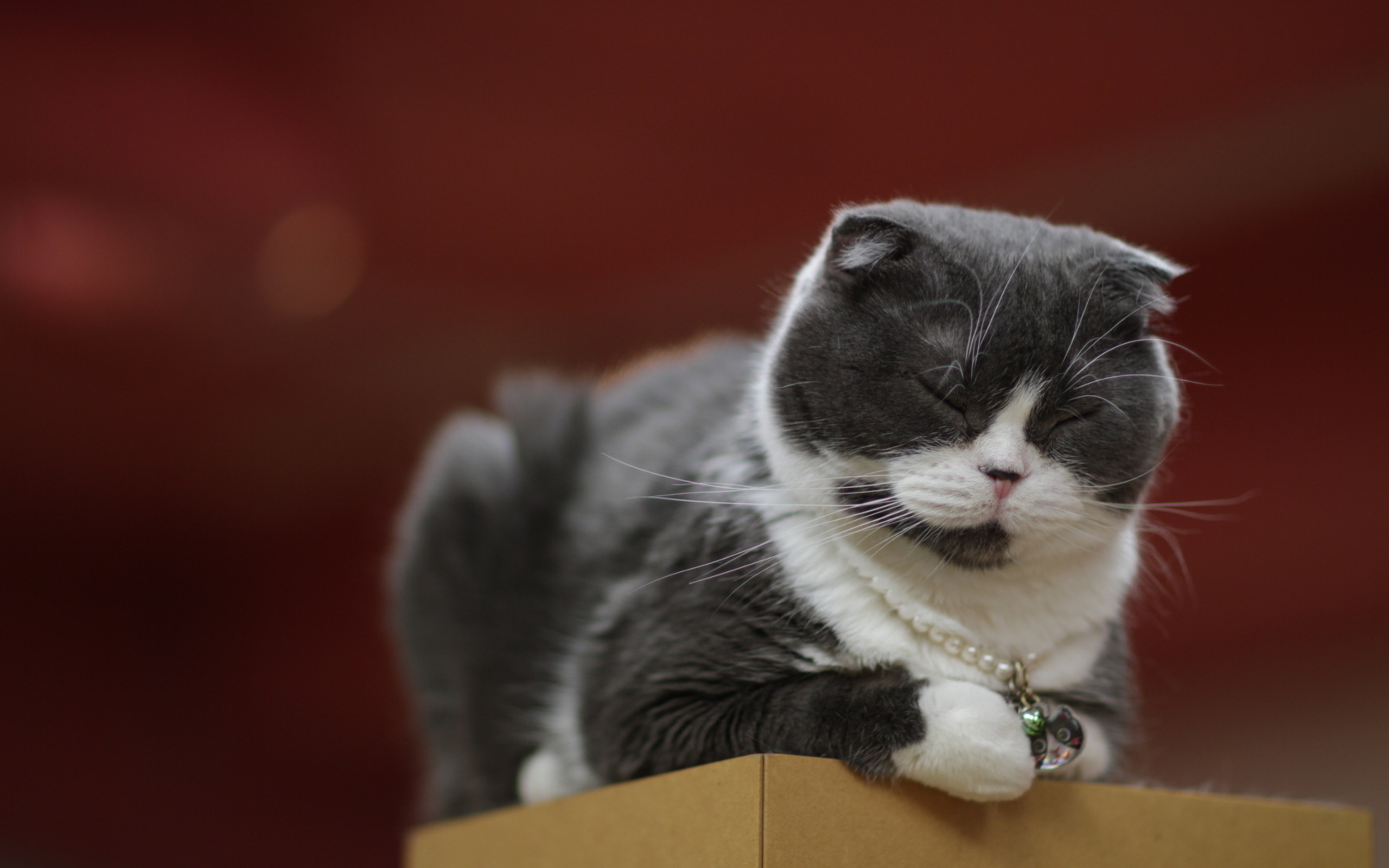 Scottish Fold cat with pearl necklace HD Wallpaper