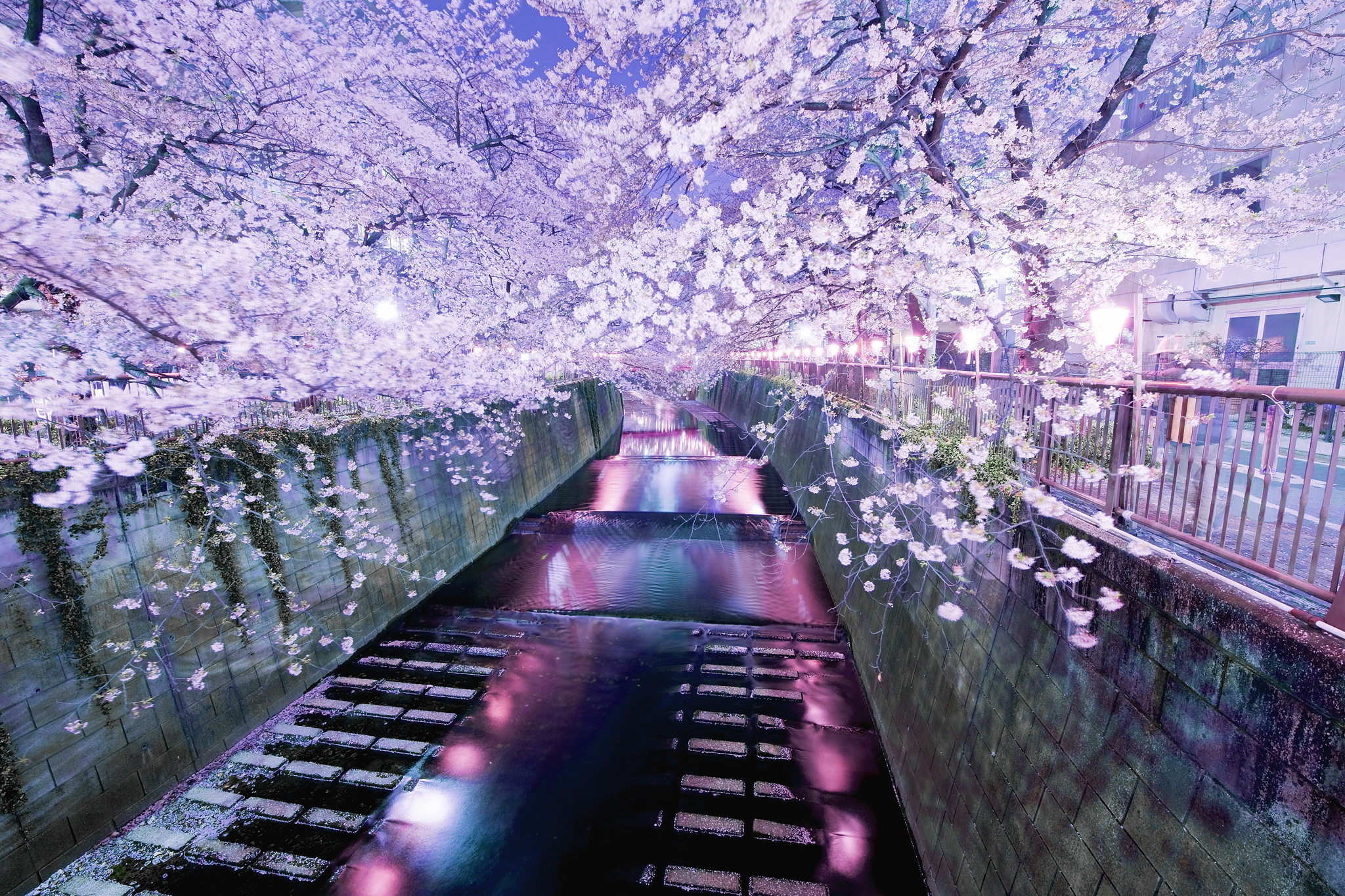 Cherry blossoms over a canal at night HD Wallpaper