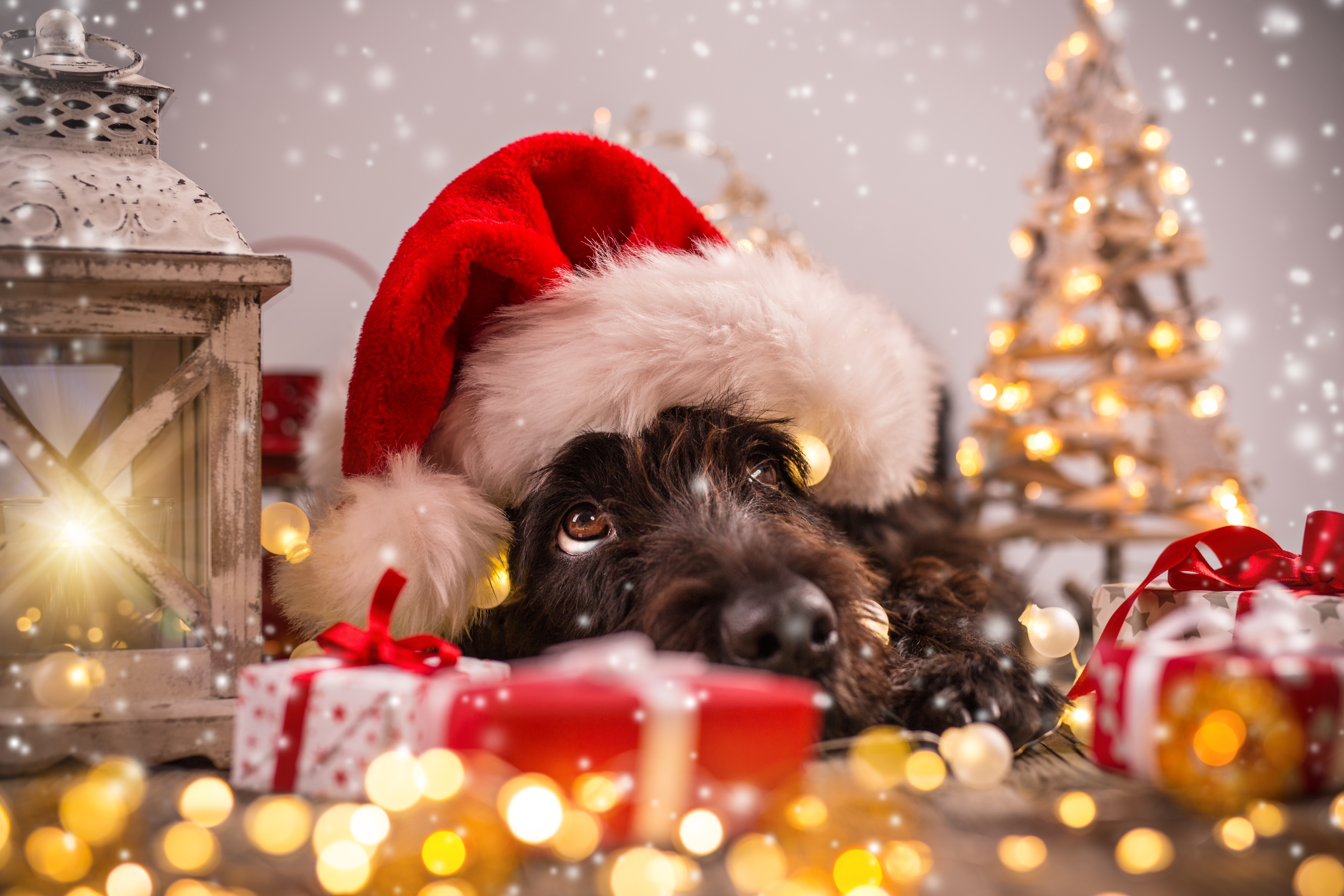 Dog wearing a Santa hat with Christmas gifts HD Wallpaper