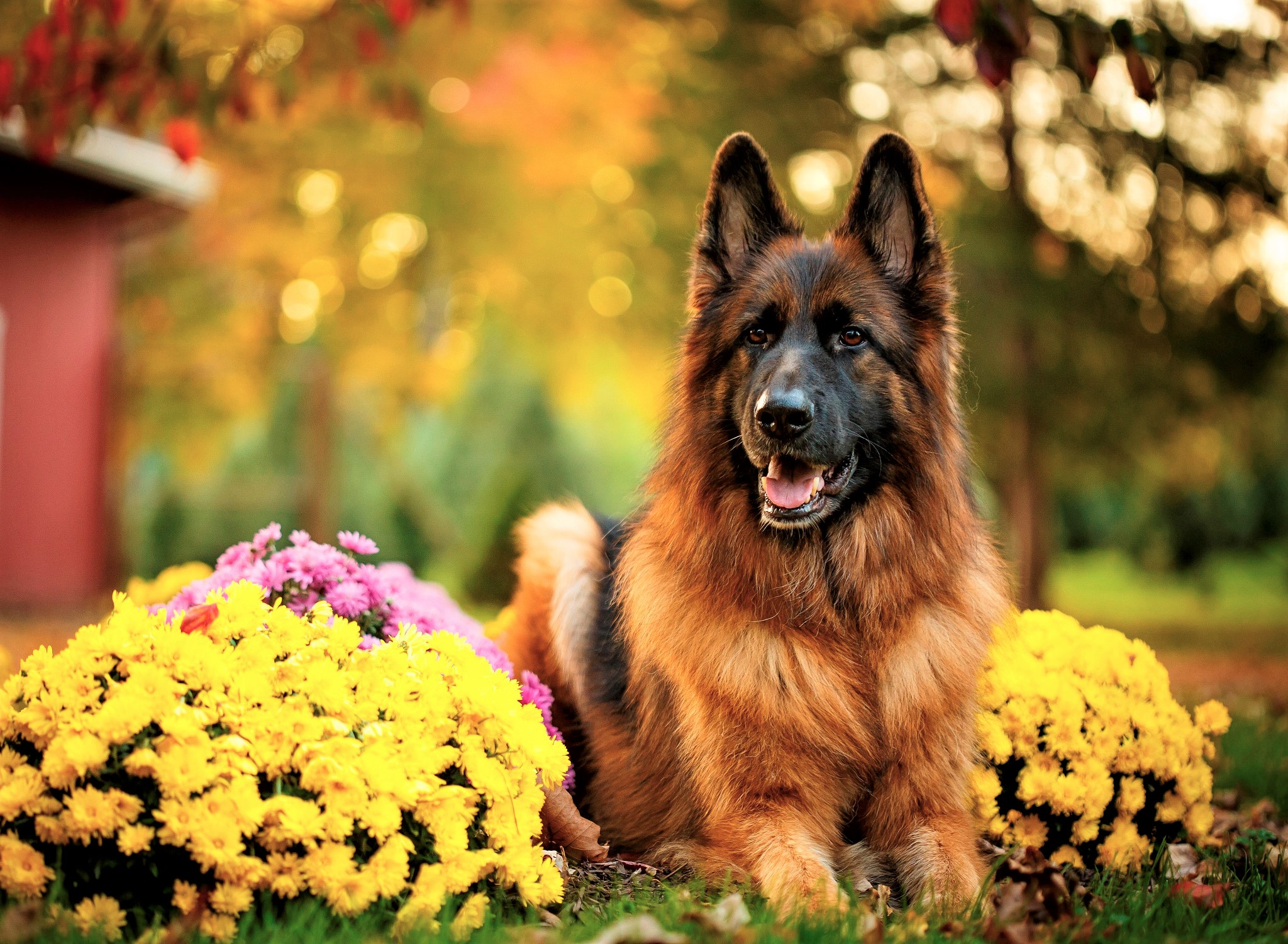 German Shepherd dog lying down with flowers HD Wallpaper