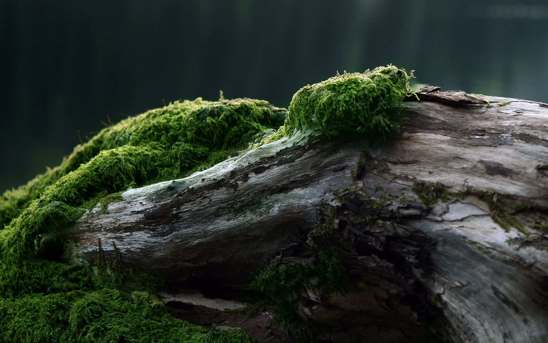 Moss covered log in dark forest HD Wallpaper