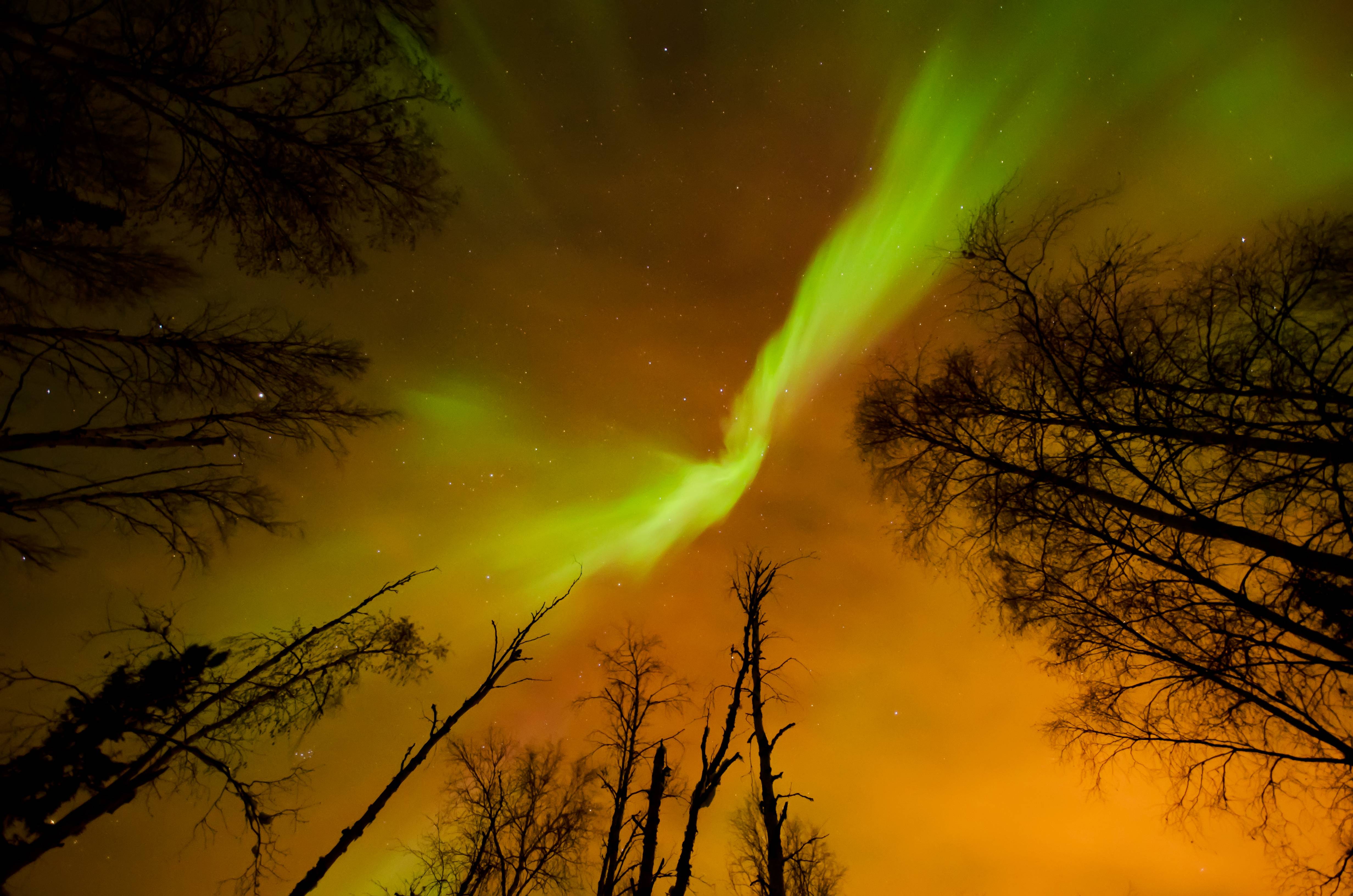 Aurora Borealis over trees HD Wallpaper