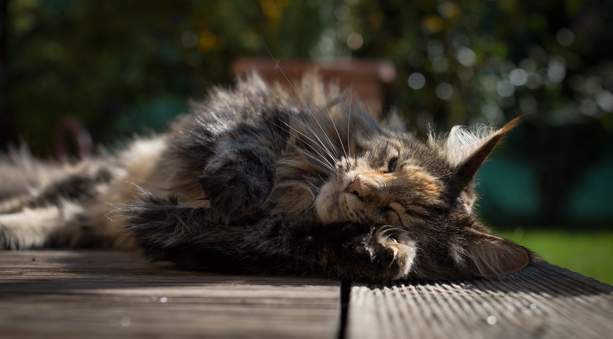 Fluffy Maine Coon Cat Resting on Wooden Deck HD Wallpaper